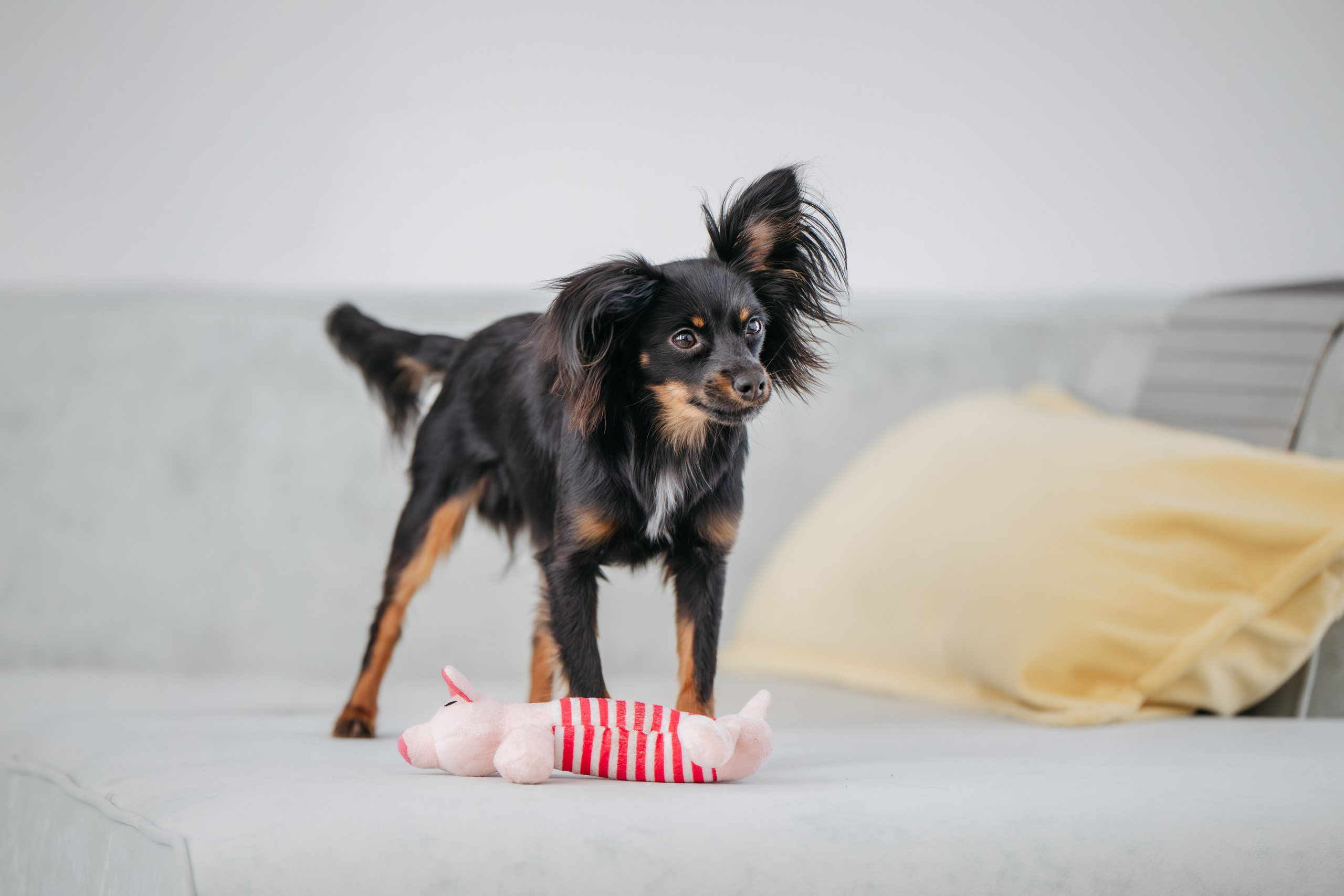 Домашняя съемка. Фотограф Анималист в Москве Анастасия Жучкова