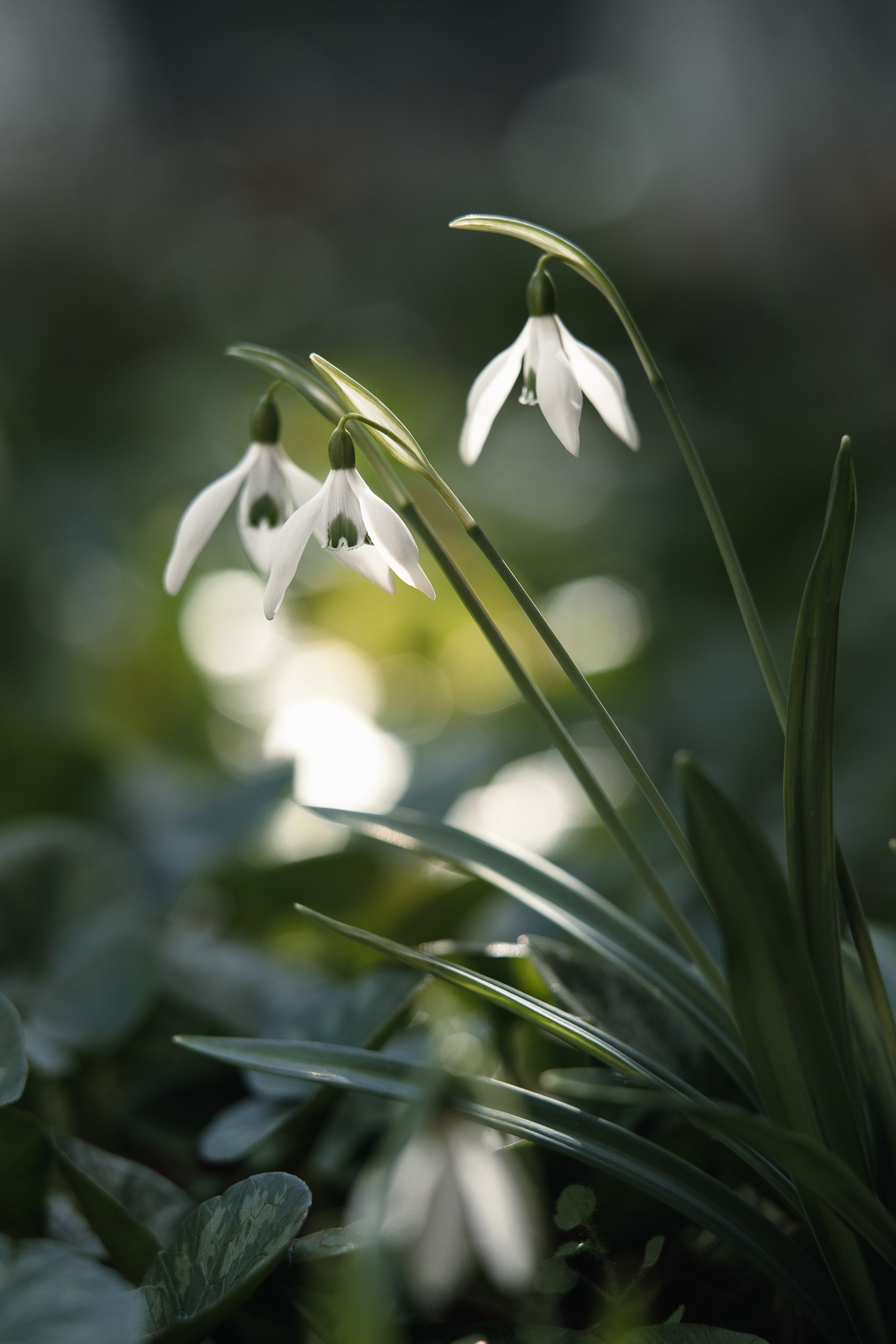 Nature. Артем Корнев Фотограф