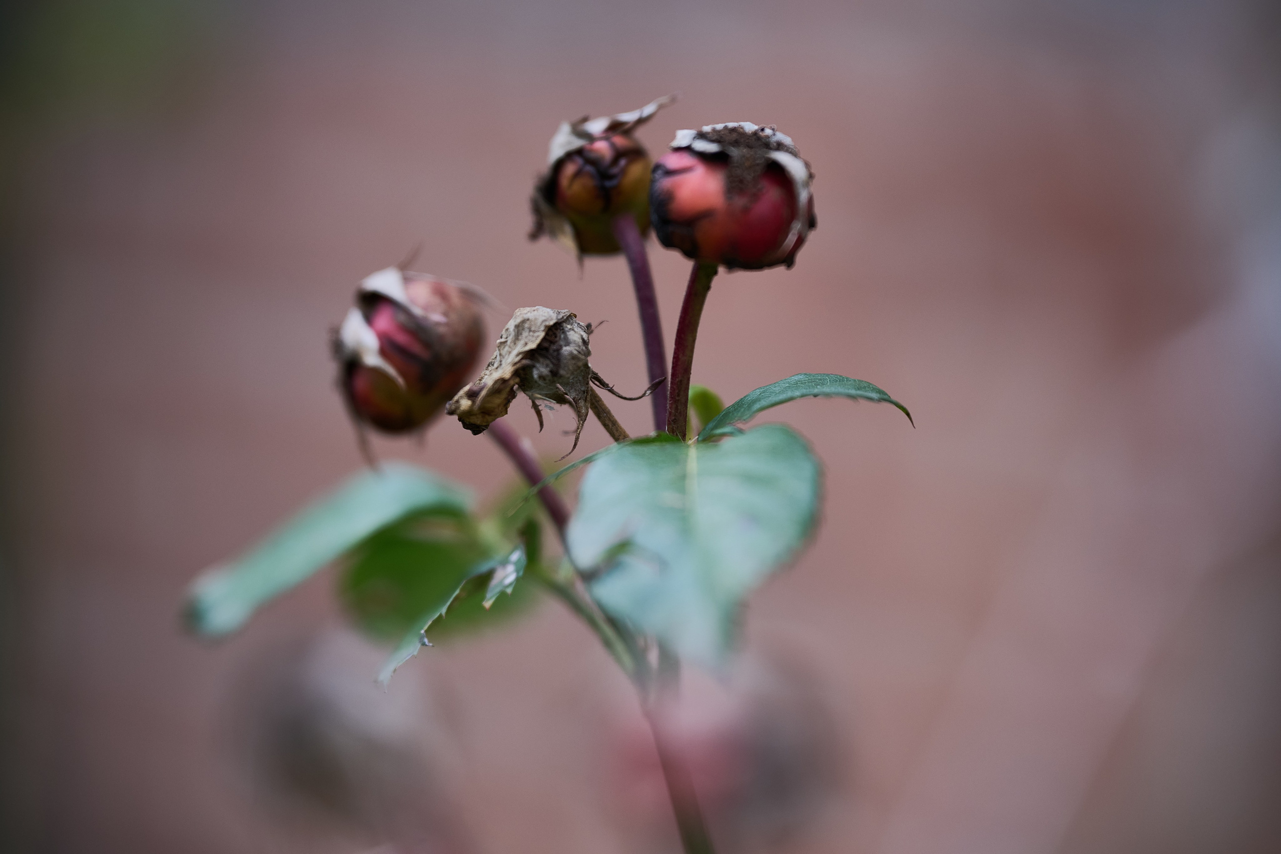 Краснореченское. Луганская область. Фотопроект «Территории»