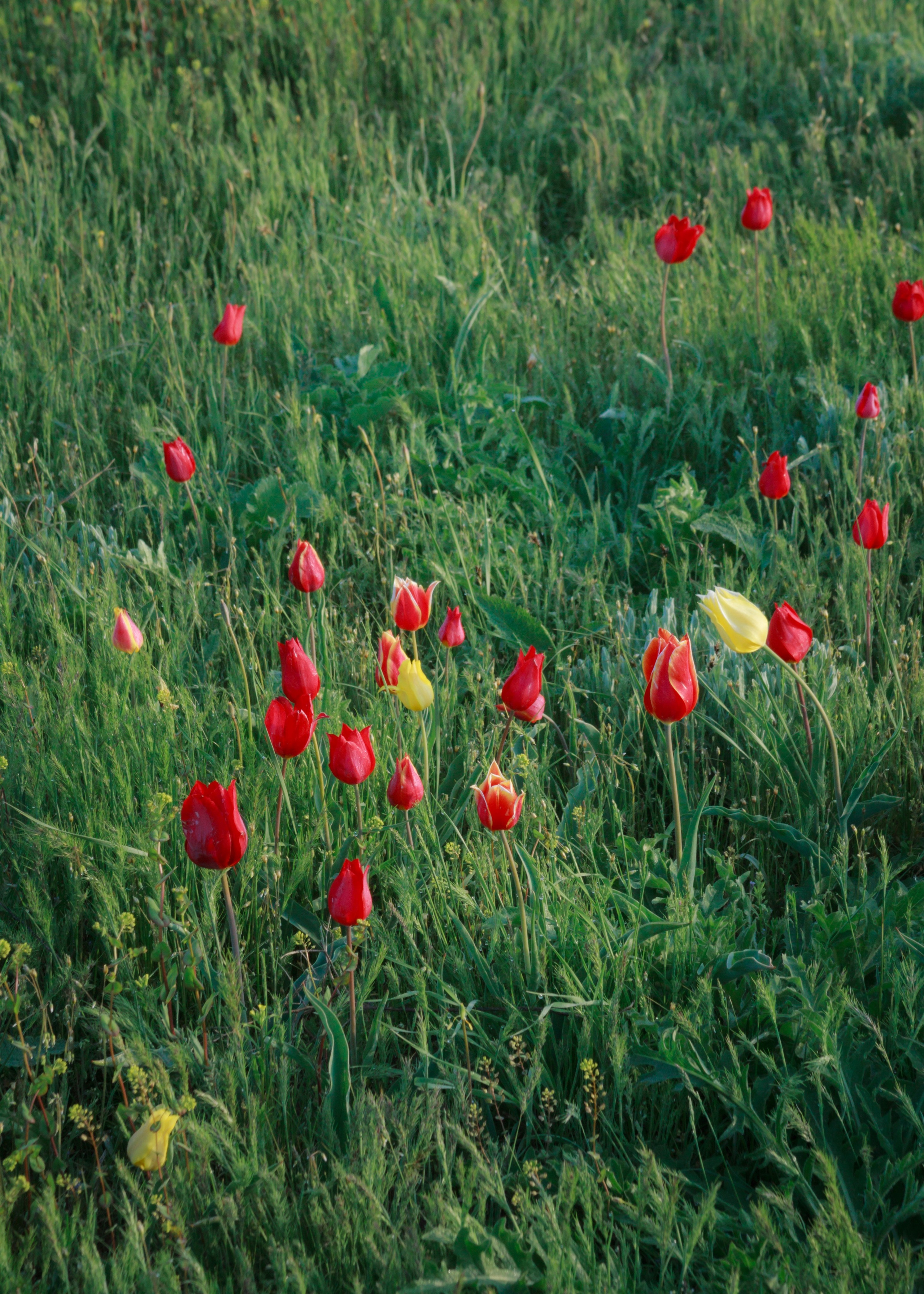 Тюльпаны и весенняя цветущая степь. Пейзажный и архитектурный фотограф юга России