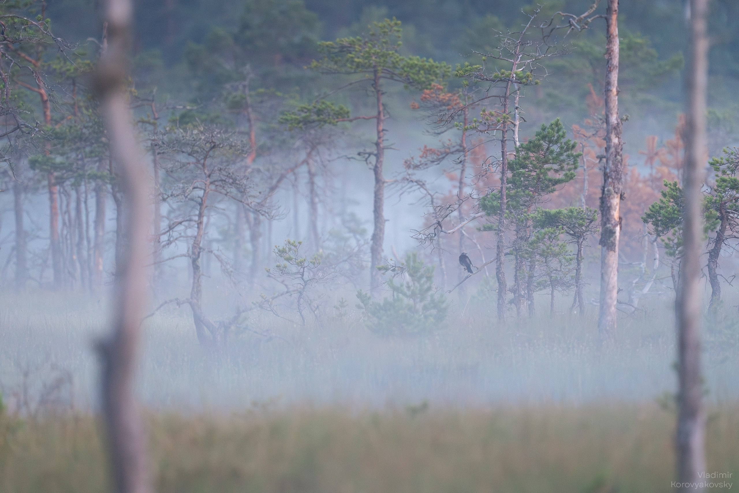 Природа. Фотограф Владимир Коровяковский