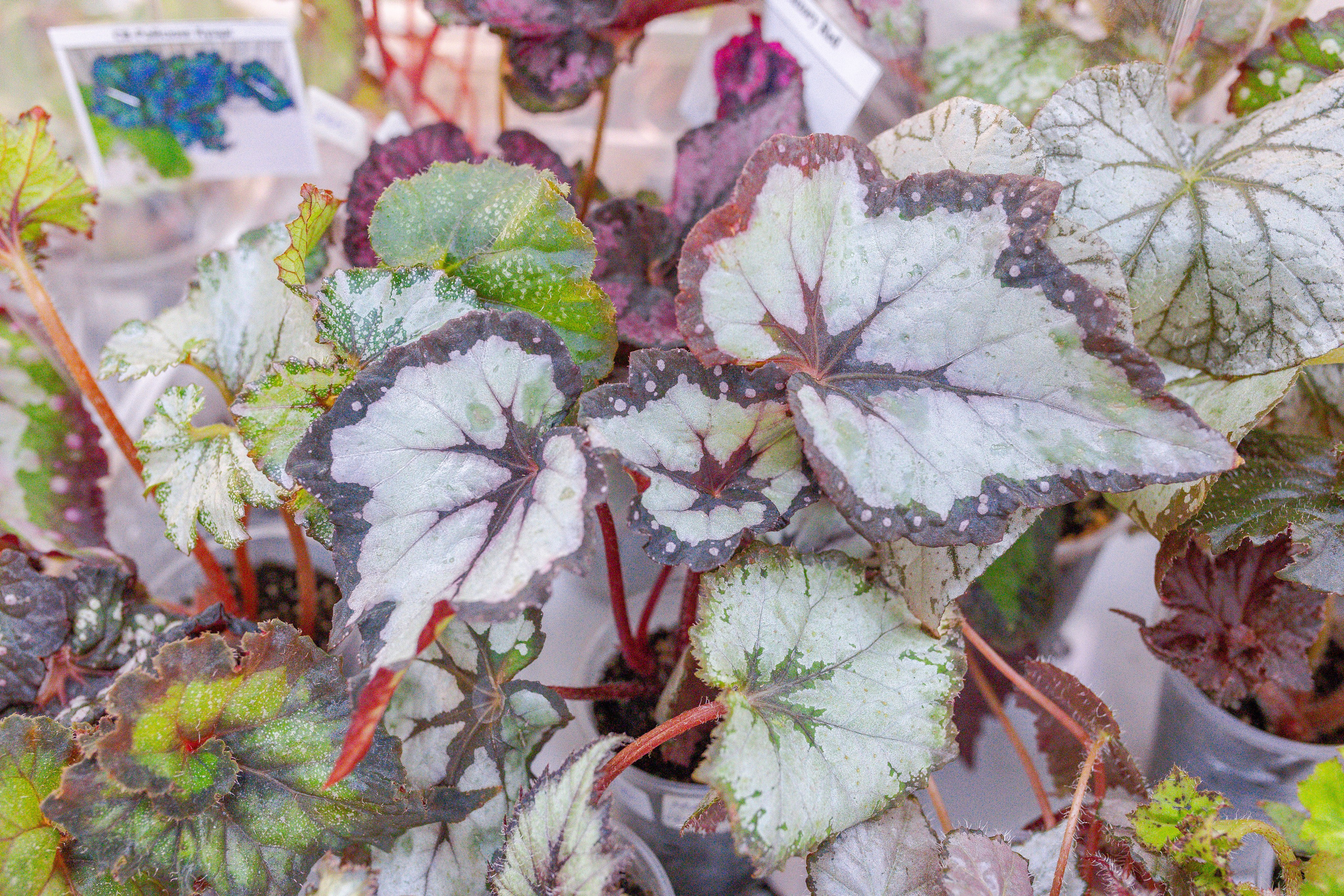 Орхидиум 12.2025. Александра Куликова фотограф, Москва