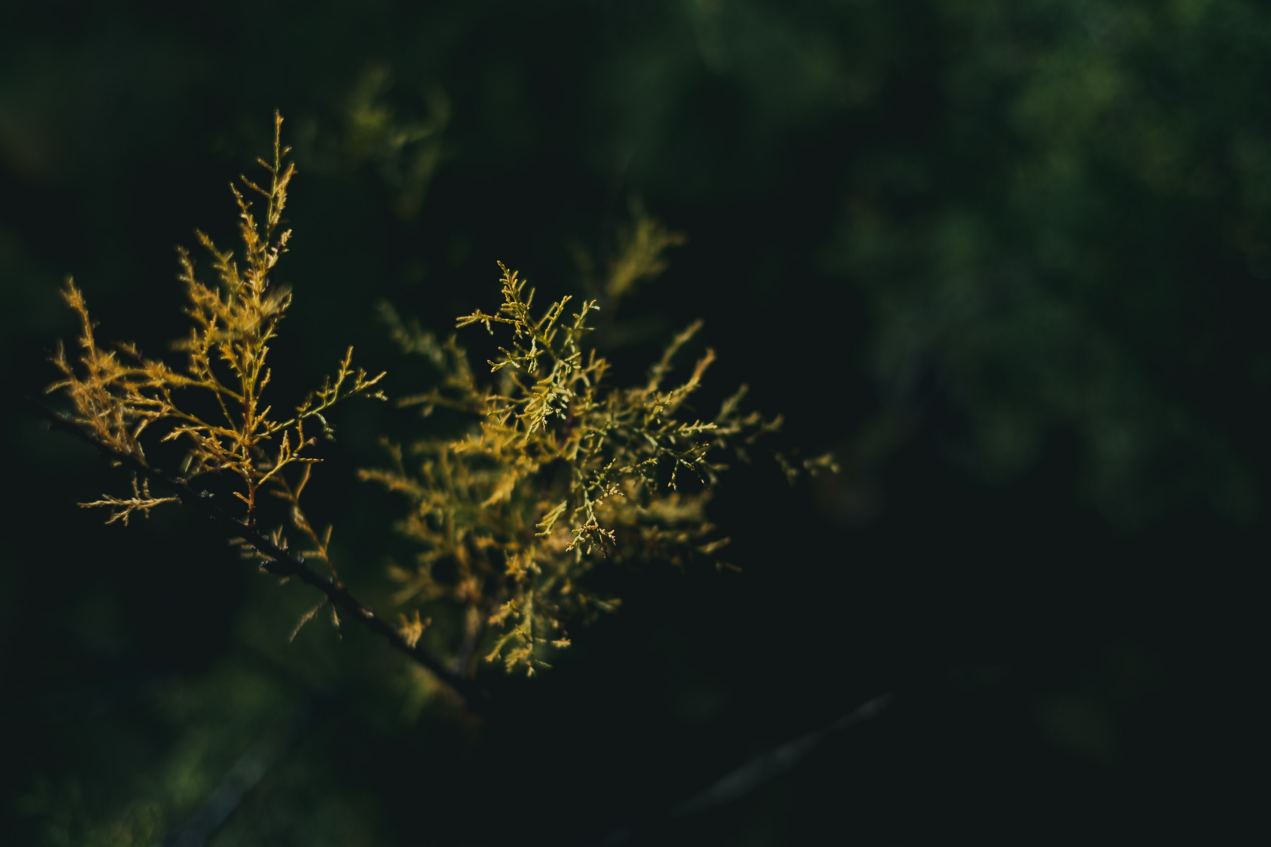 Georgia travel. Photographer in Tbilisi