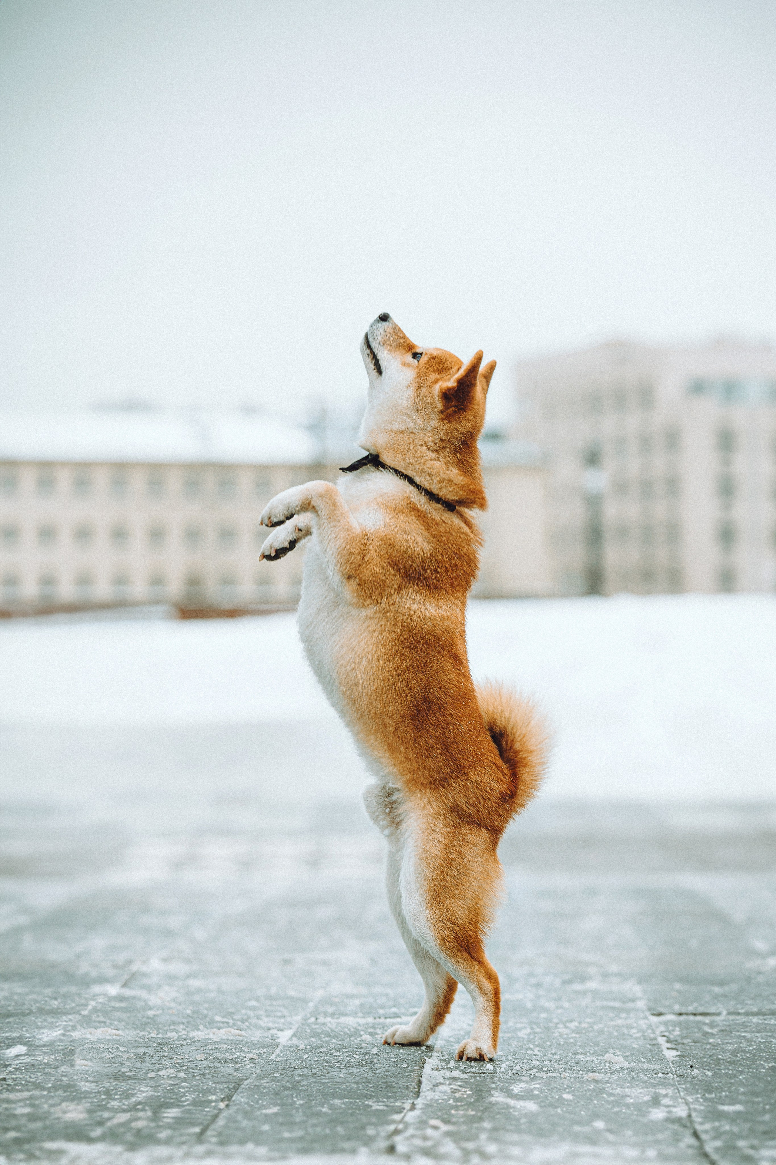 Настя и Ронин