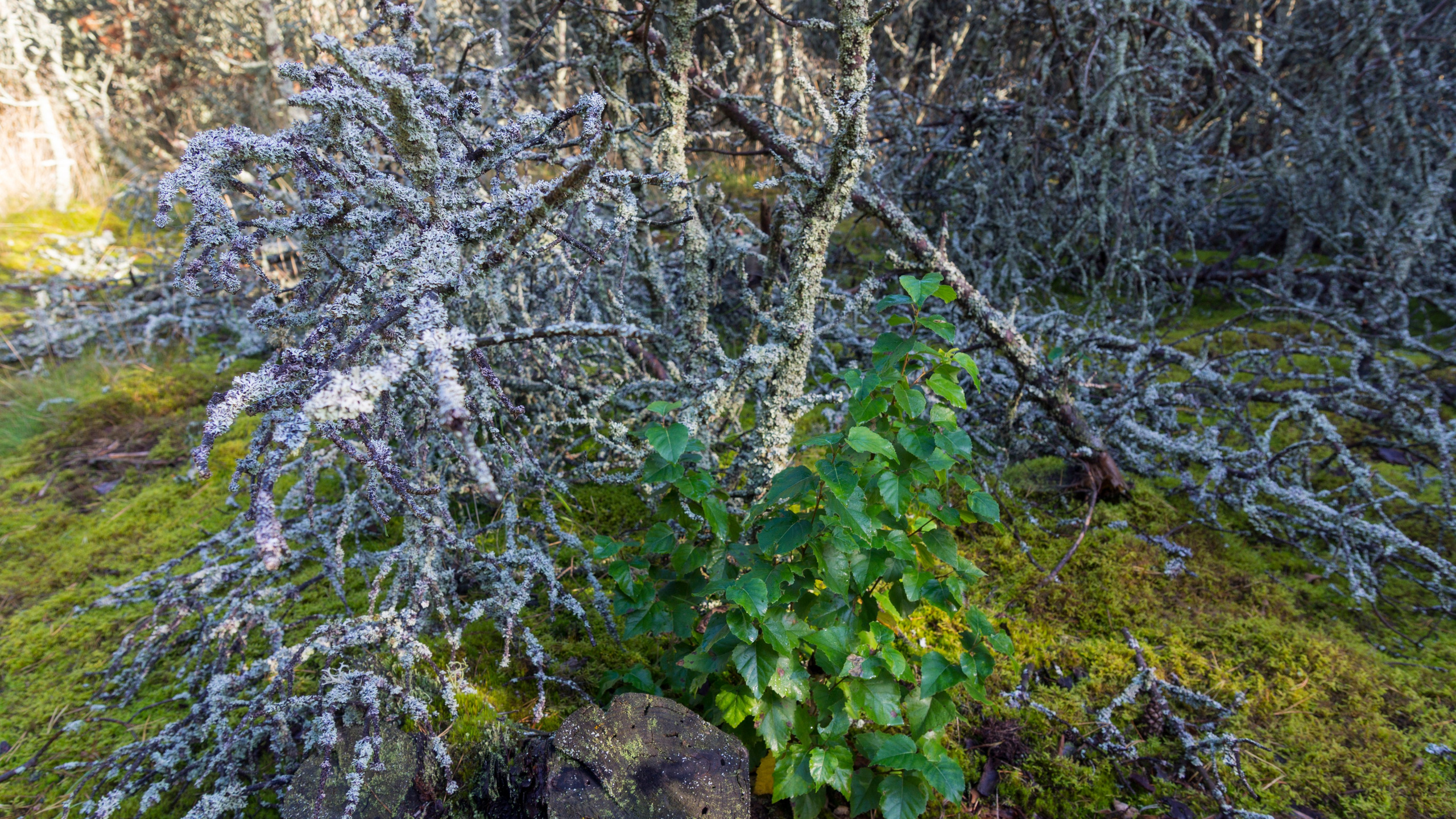 Куршская коса. Фотограф-путешественник Самойлов Максим «Sly Fox»