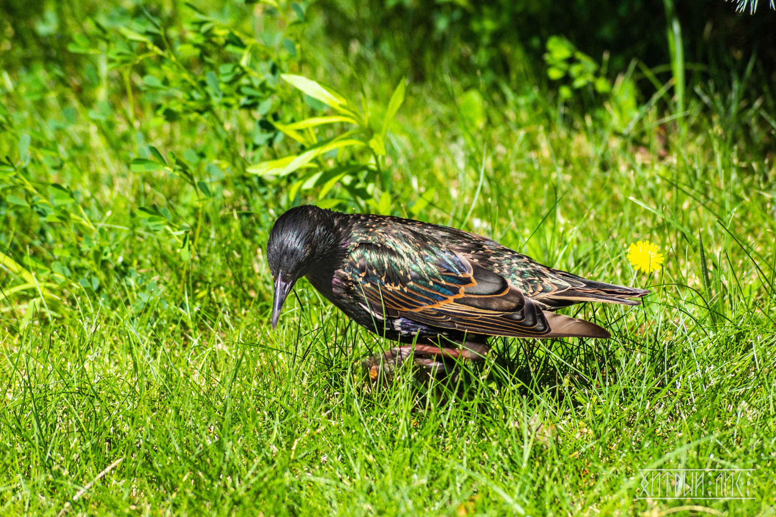 Беларусь. Фотограф-путешественник Самойлов Максим «Sly Fox»