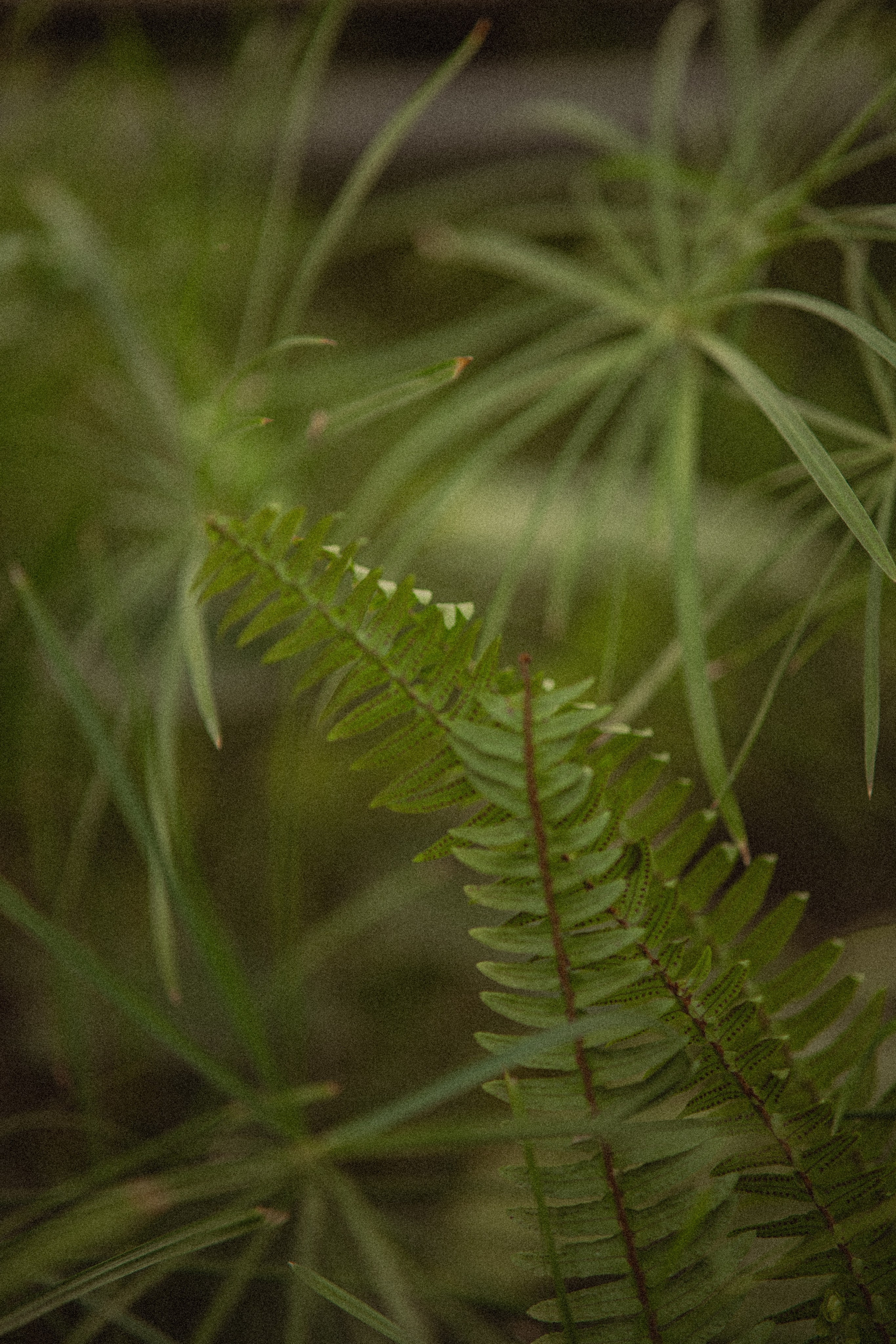 Ботанический сад. Фотограф Мария Зайчик