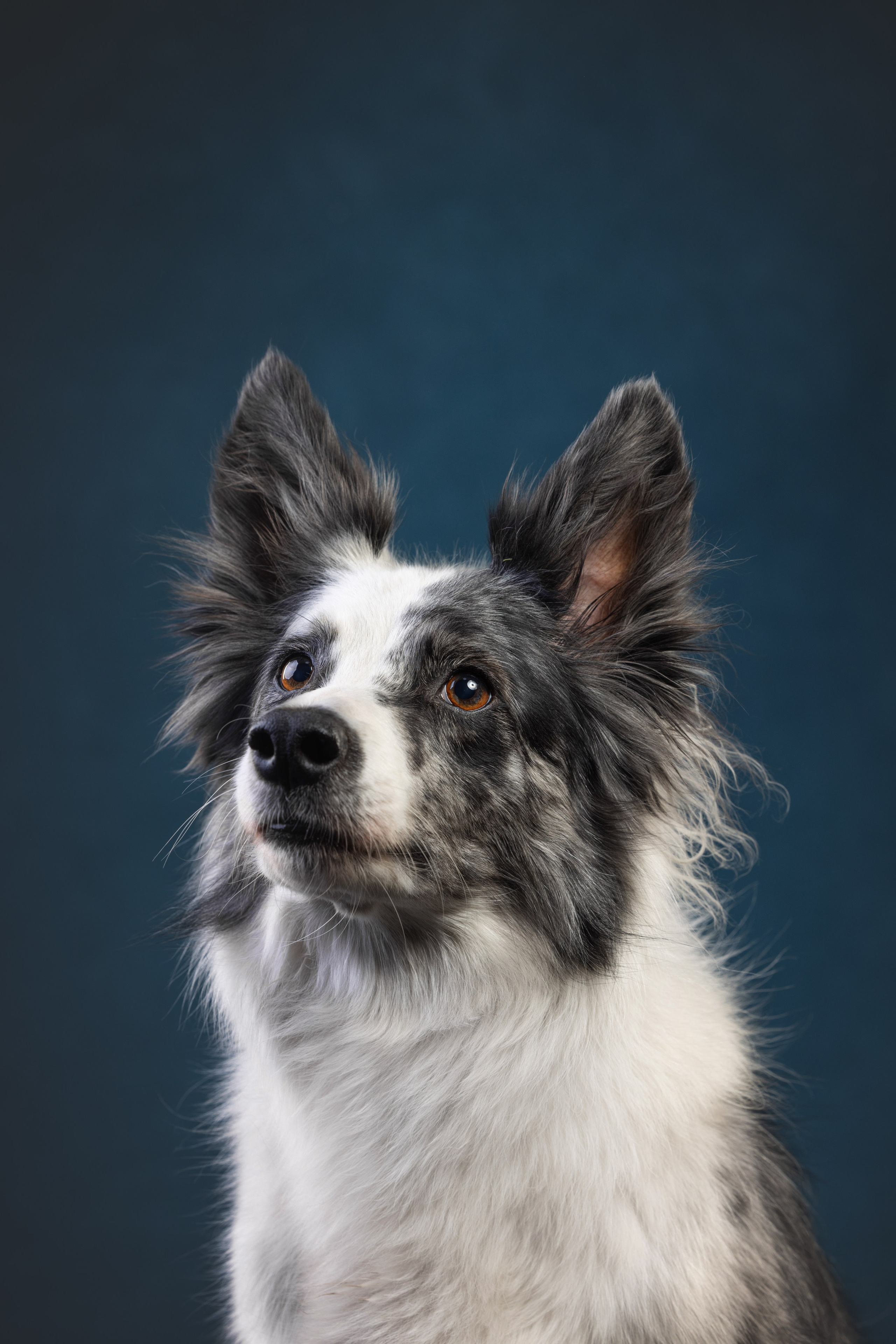 Бордер колли. Фотограф анималист Осипчикова Мария