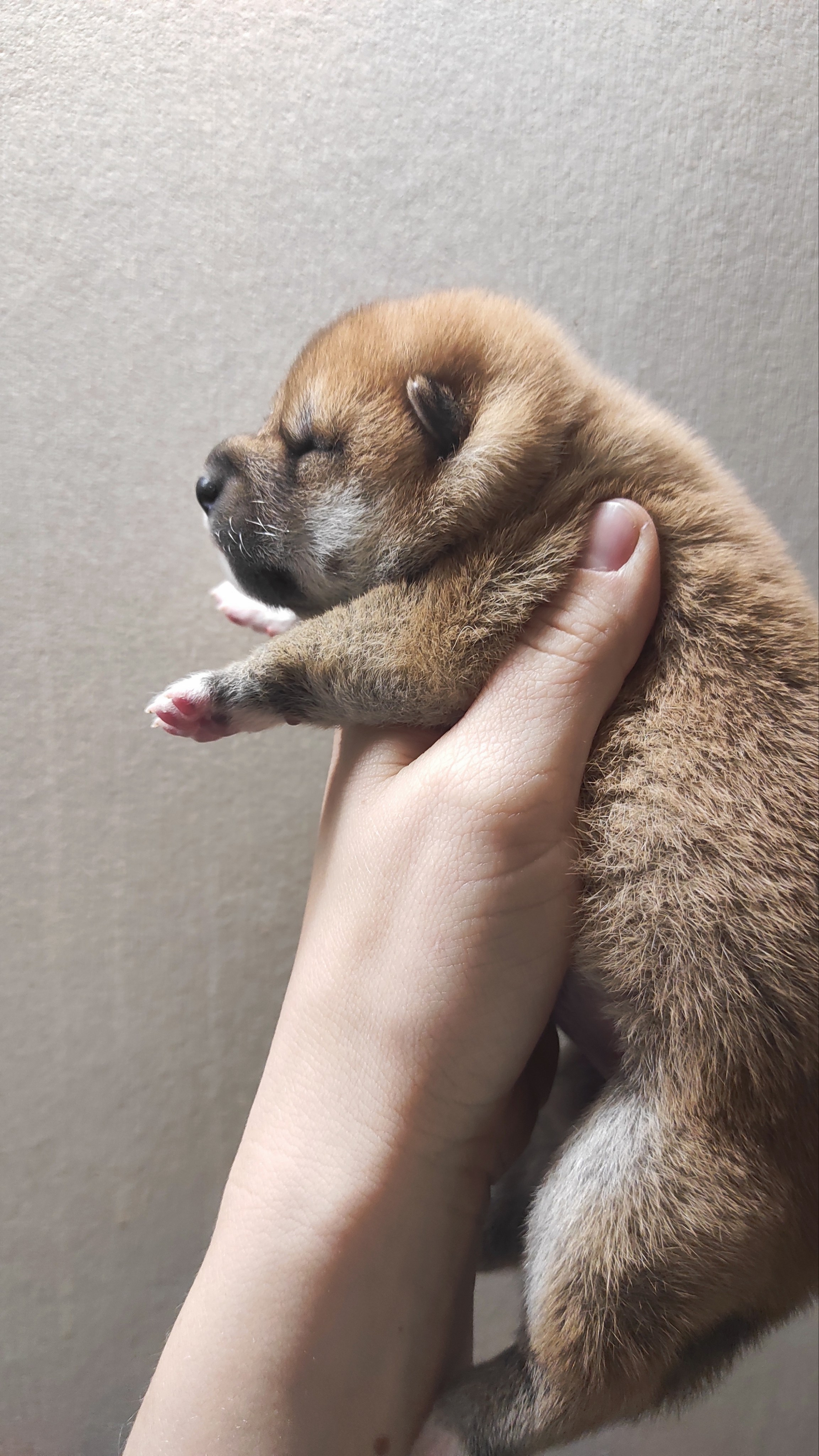 сиба питомник Рубилайт щенки на продажу rubylight  сиба щенки купить СПб Санкт-Петербург 