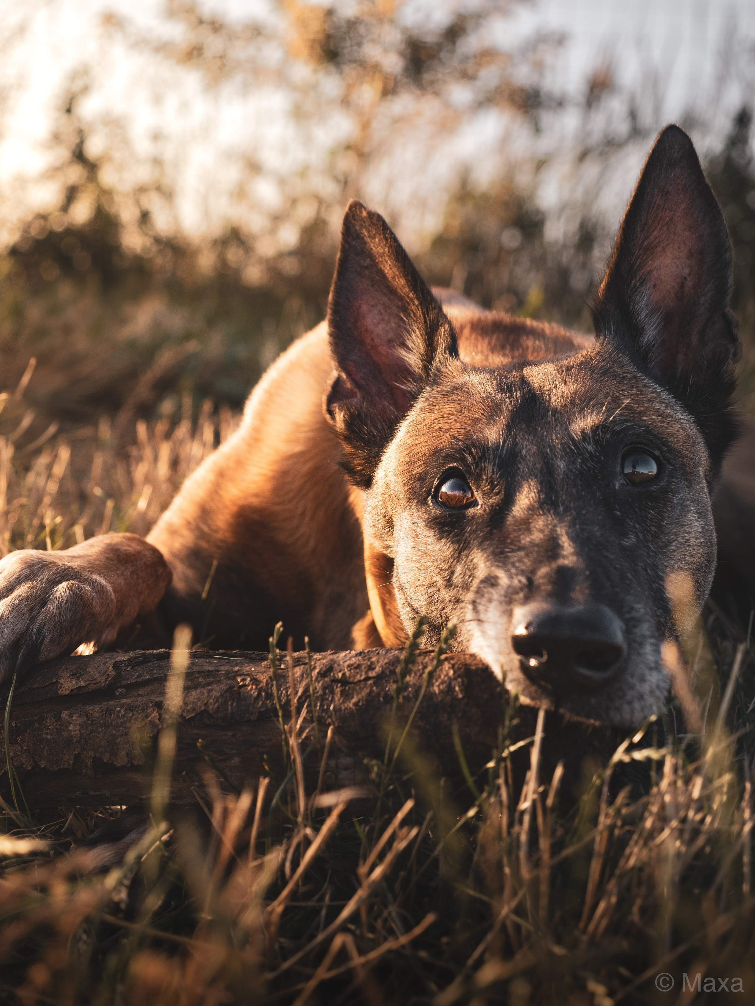Фото прогулки. Фотограф анималист Тюгаева Мария
