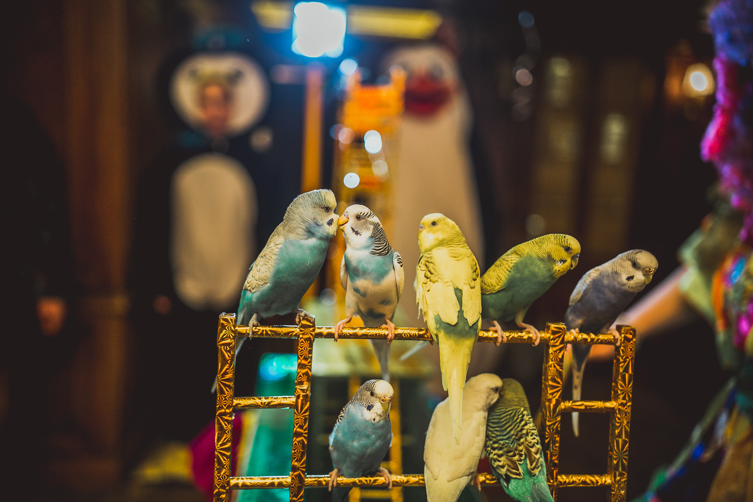 Ресторан Пушкин. Детский день рожденья. Свадебный фотограф в Москве Влад Бойцов