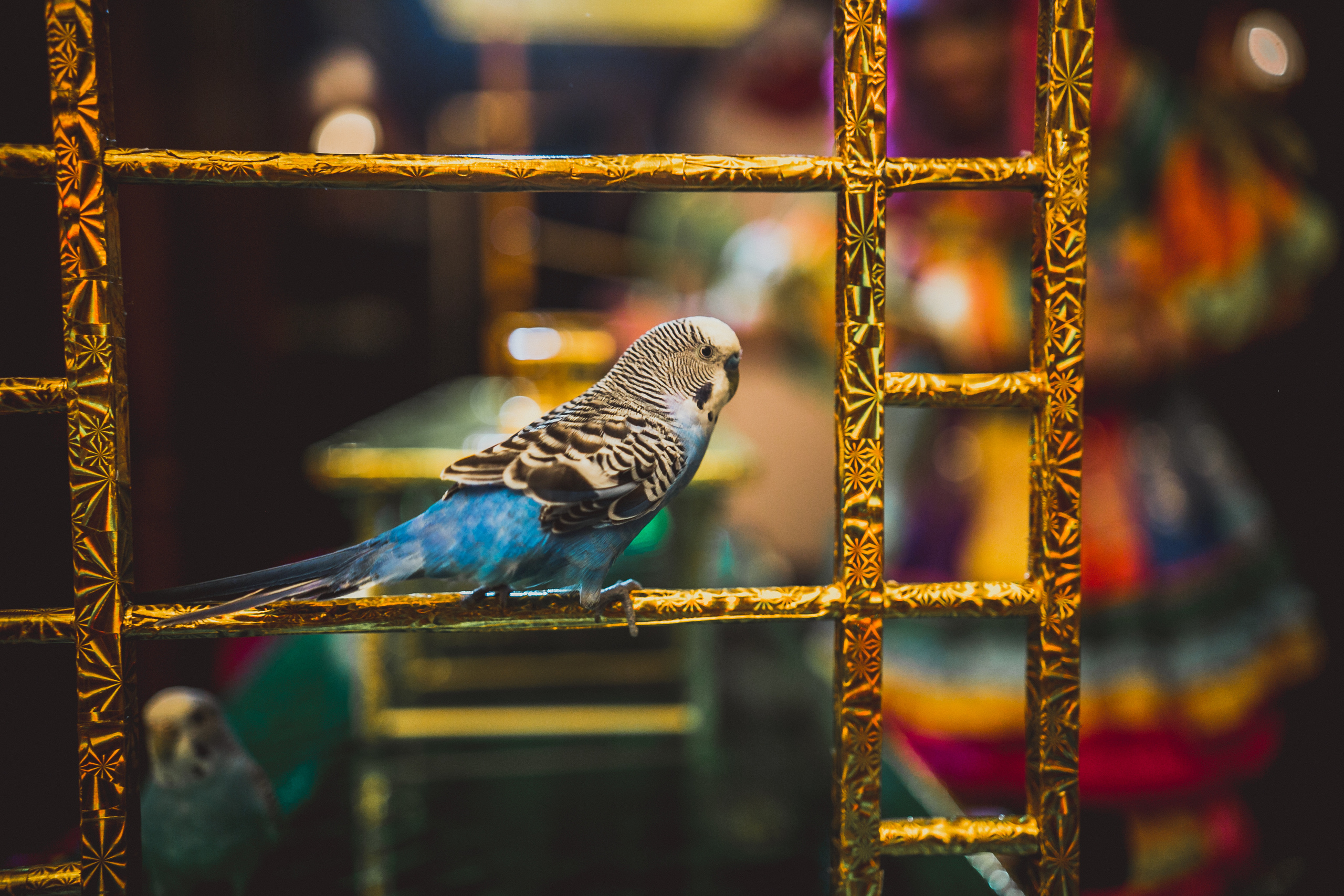 Ресторан Пушкин. Детский день рожденья. Свадебный фотограф в Москве Влад Бойцов