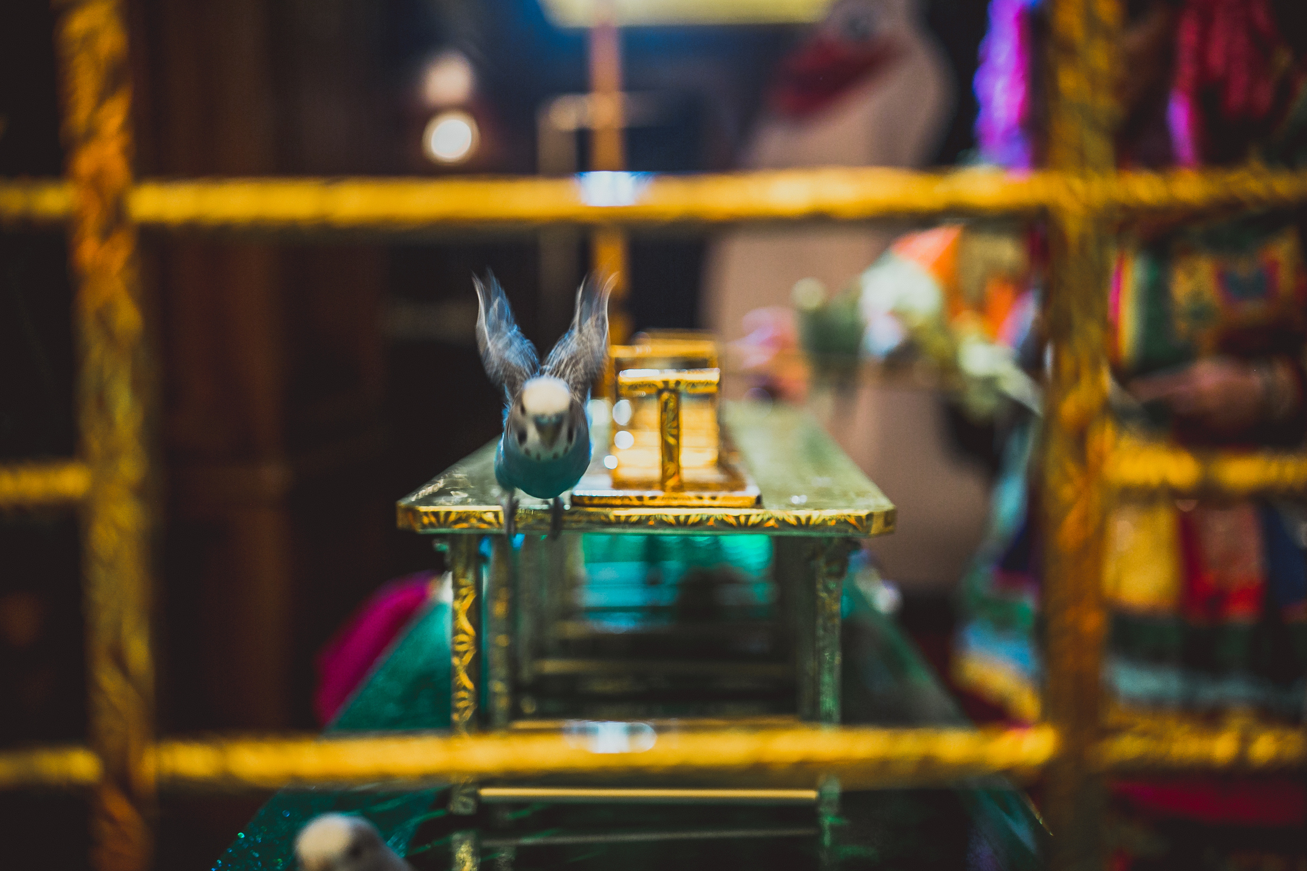 Ресторан Пушкин. Детский день рожденья. Свадебный фотограф в Москве Влад Бойцов