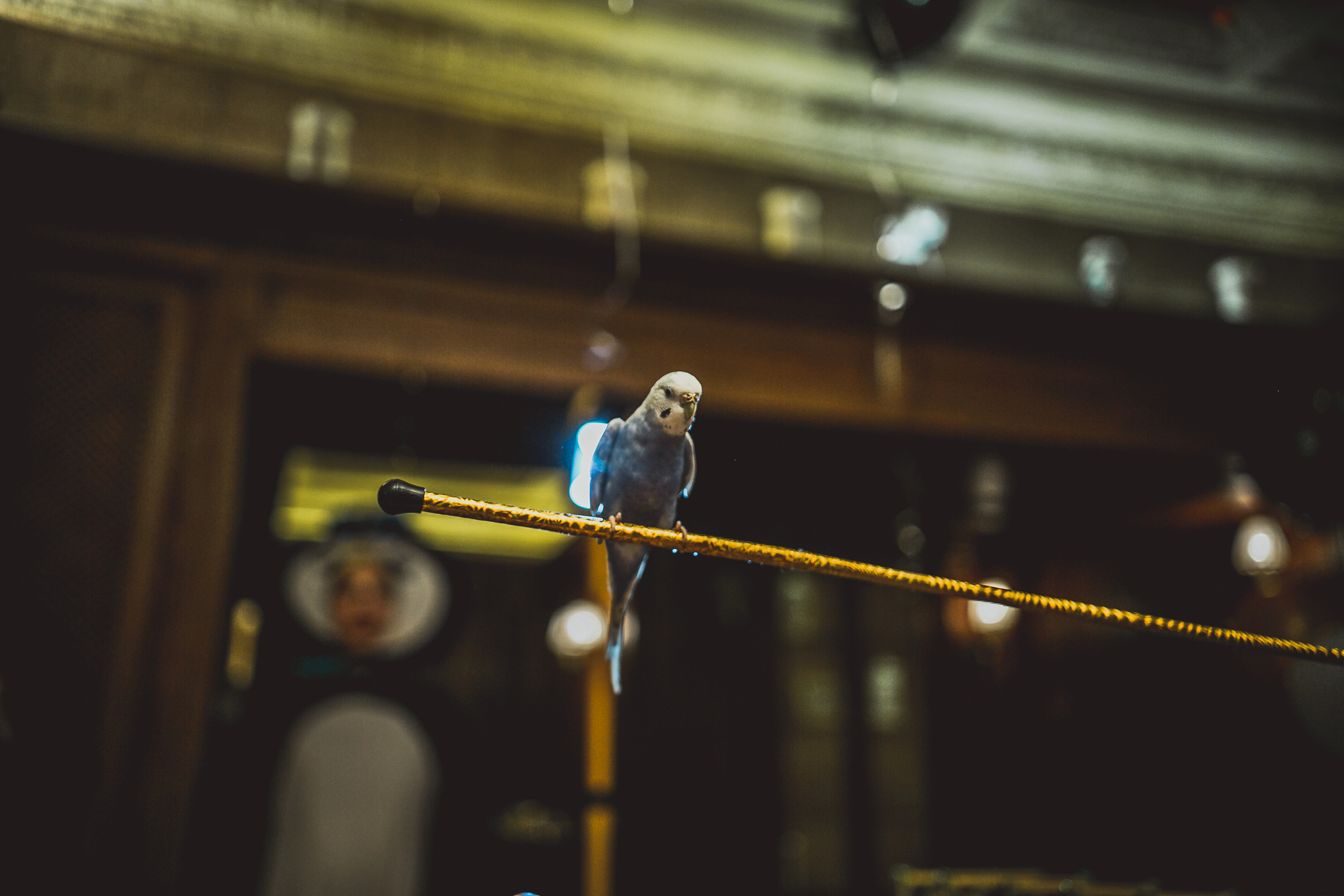 Ресторан Пушкин. Детский день рожденья. Свадебный фотограф в Москве Влад Бойцов