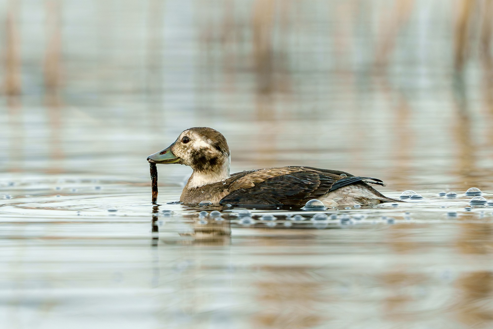 Удивительные мир птиц. Вокруг нас столько прекрасного — присмотритесь!. Ваш личный фотограф Марина Волкова