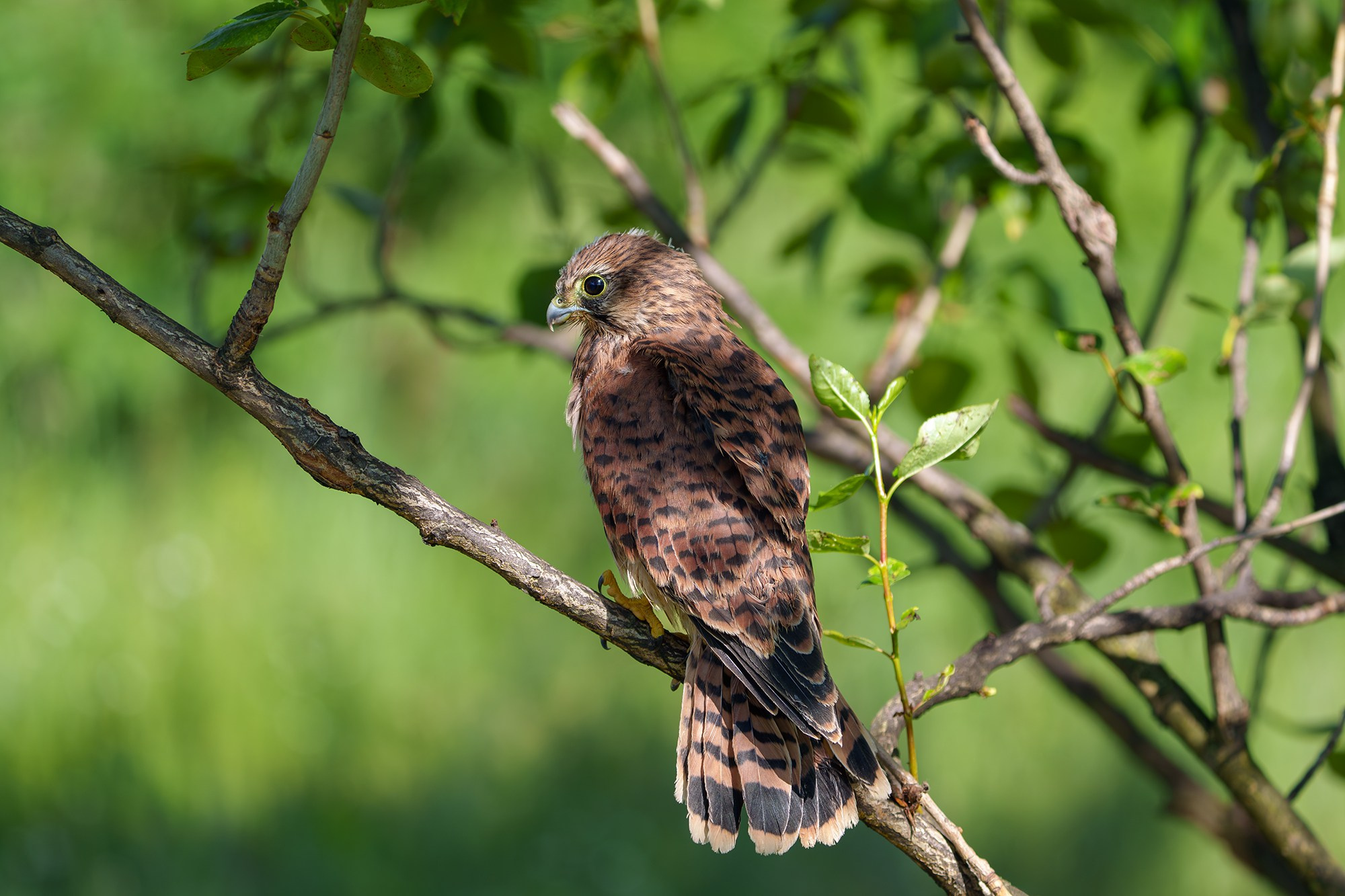 Удивительные мир птиц. Вокруг нас столько прекрасного — присмотритесь!. Ваш личный фотограф Марина Волкова
