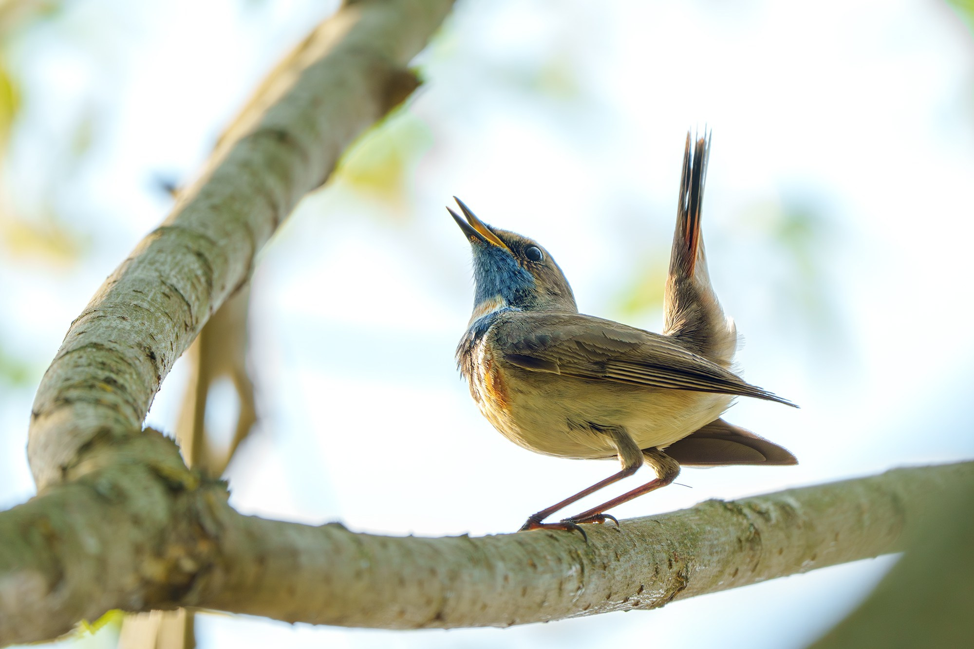 Удивительные мир птиц. Вокруг нас столько прекрасного — присмотритесь!. Ваш личный фотограф Марина Волкова