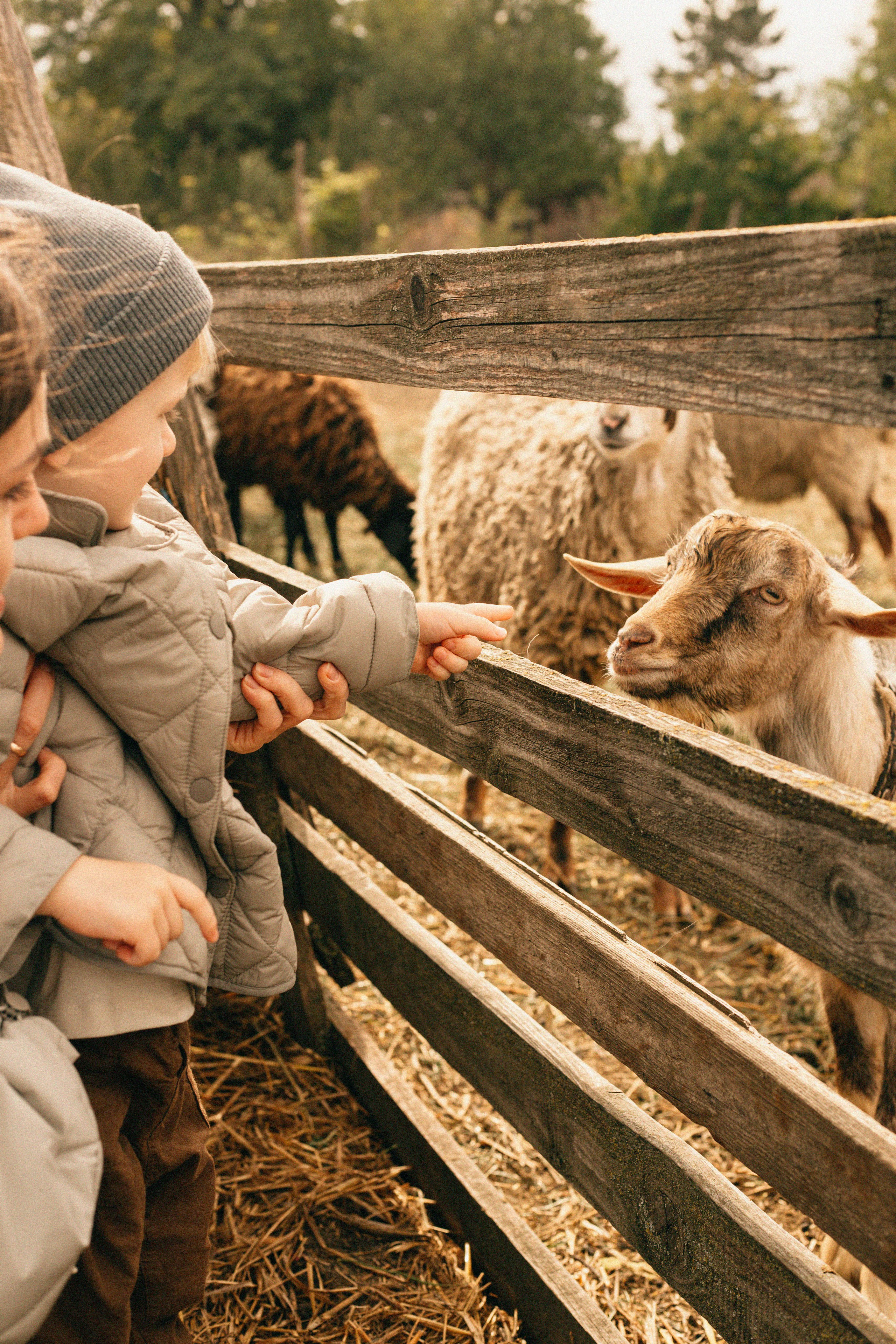 Осень в станице. Егор, Саша и Марк. Фотограф в Ростове-на-Дону и Краснодаре Елизавета Киселёва