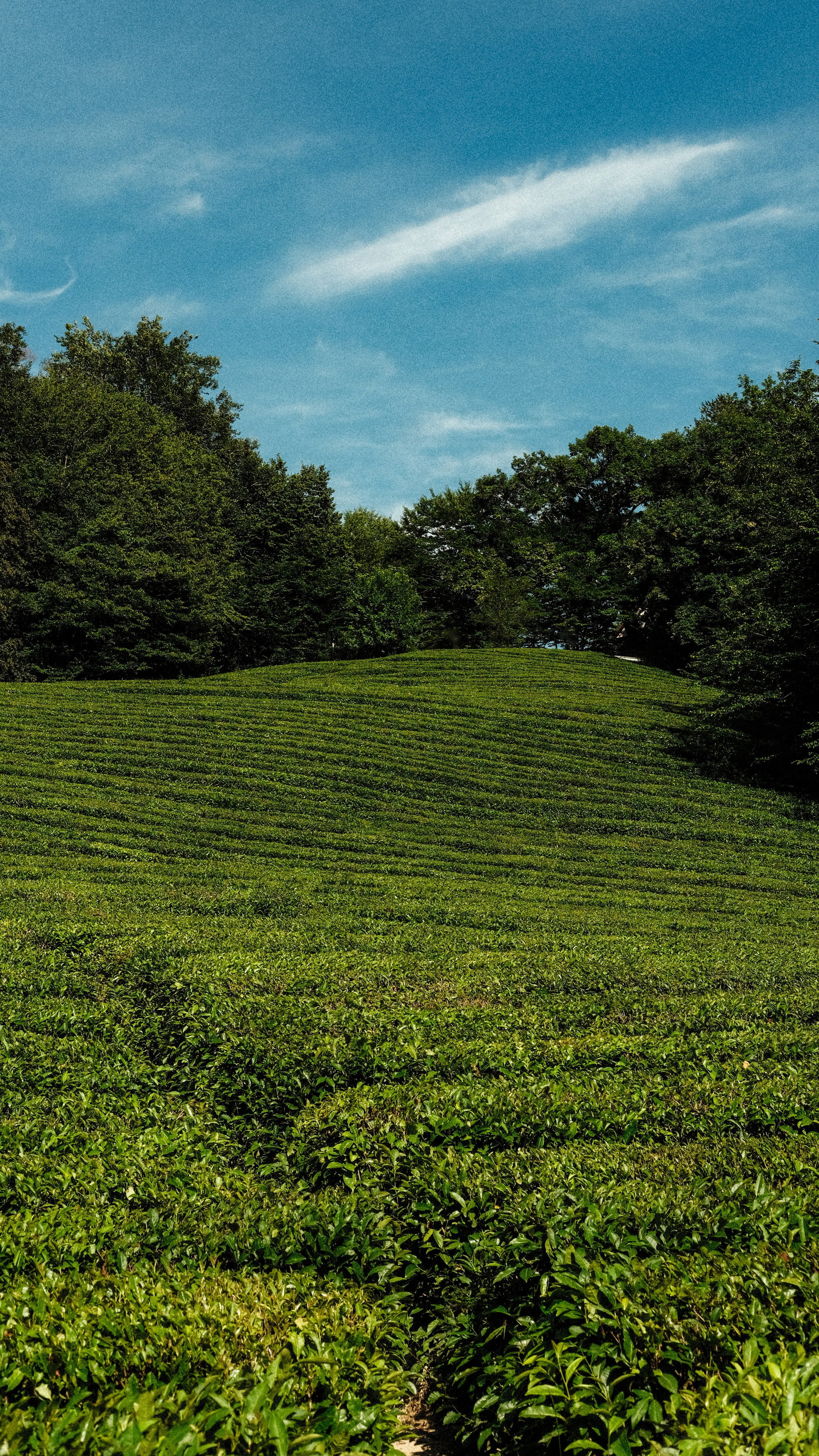 Сочи. Фотограф Сергей Красников