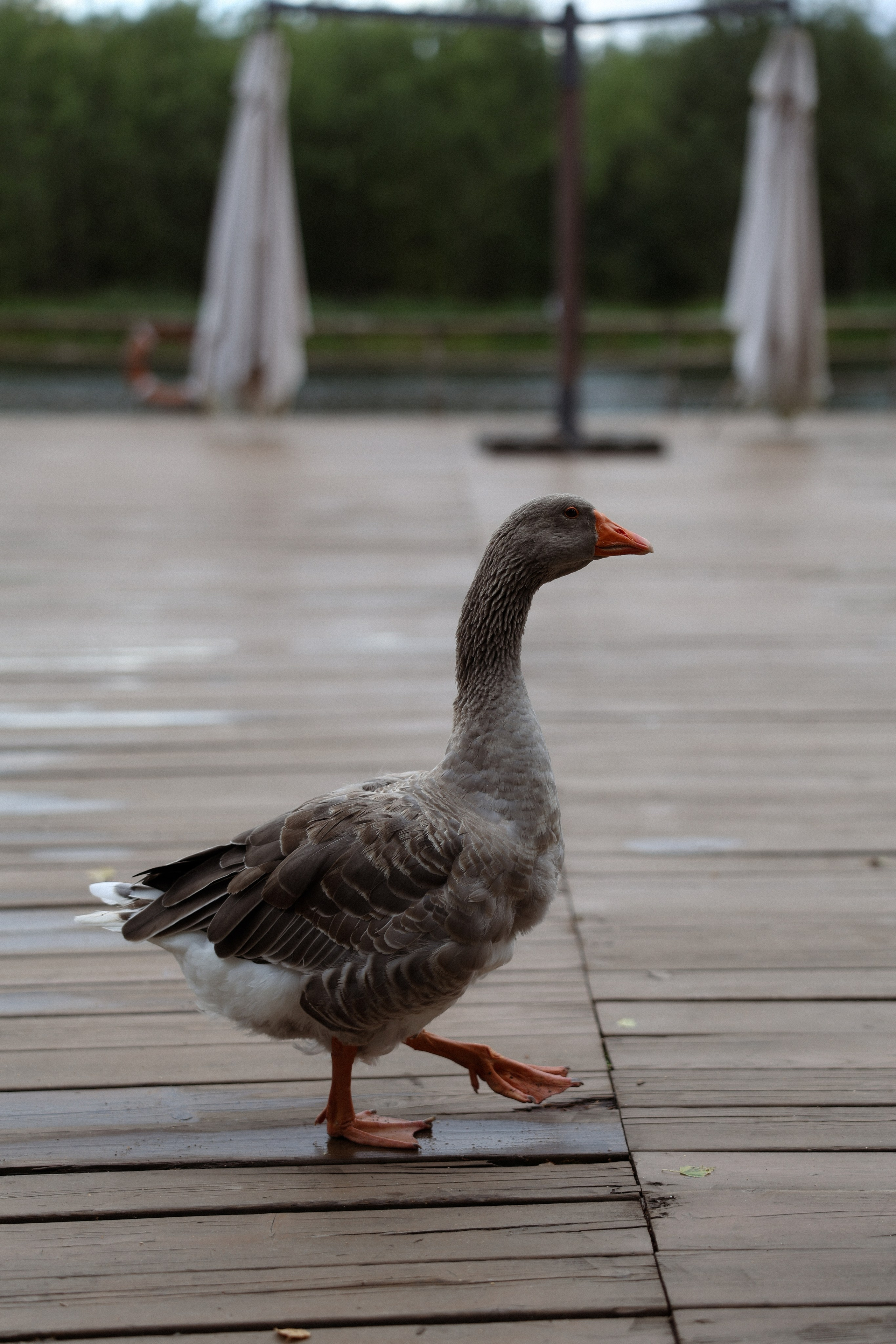 «Магия выставленного света» — Анна и Милан. Свадебный и семейный фотограф в Москве Ломова Ирина