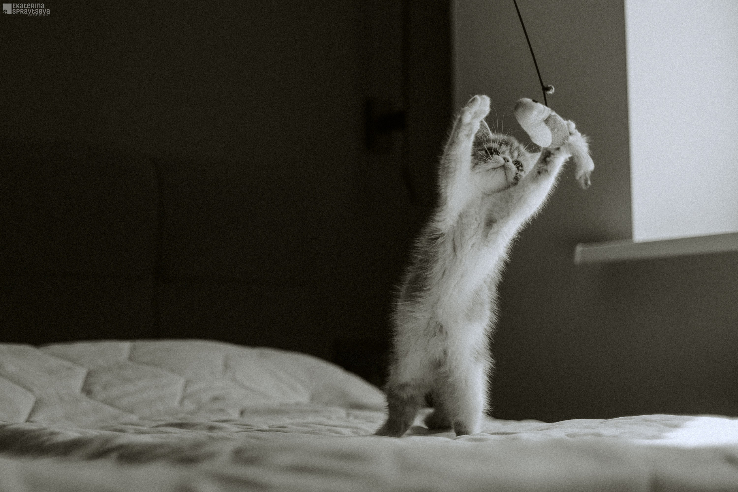 Малыш Уникум, Лиза и Миша. Фотограф Анималист Екатерина Справцева в Нижнем Новгороде