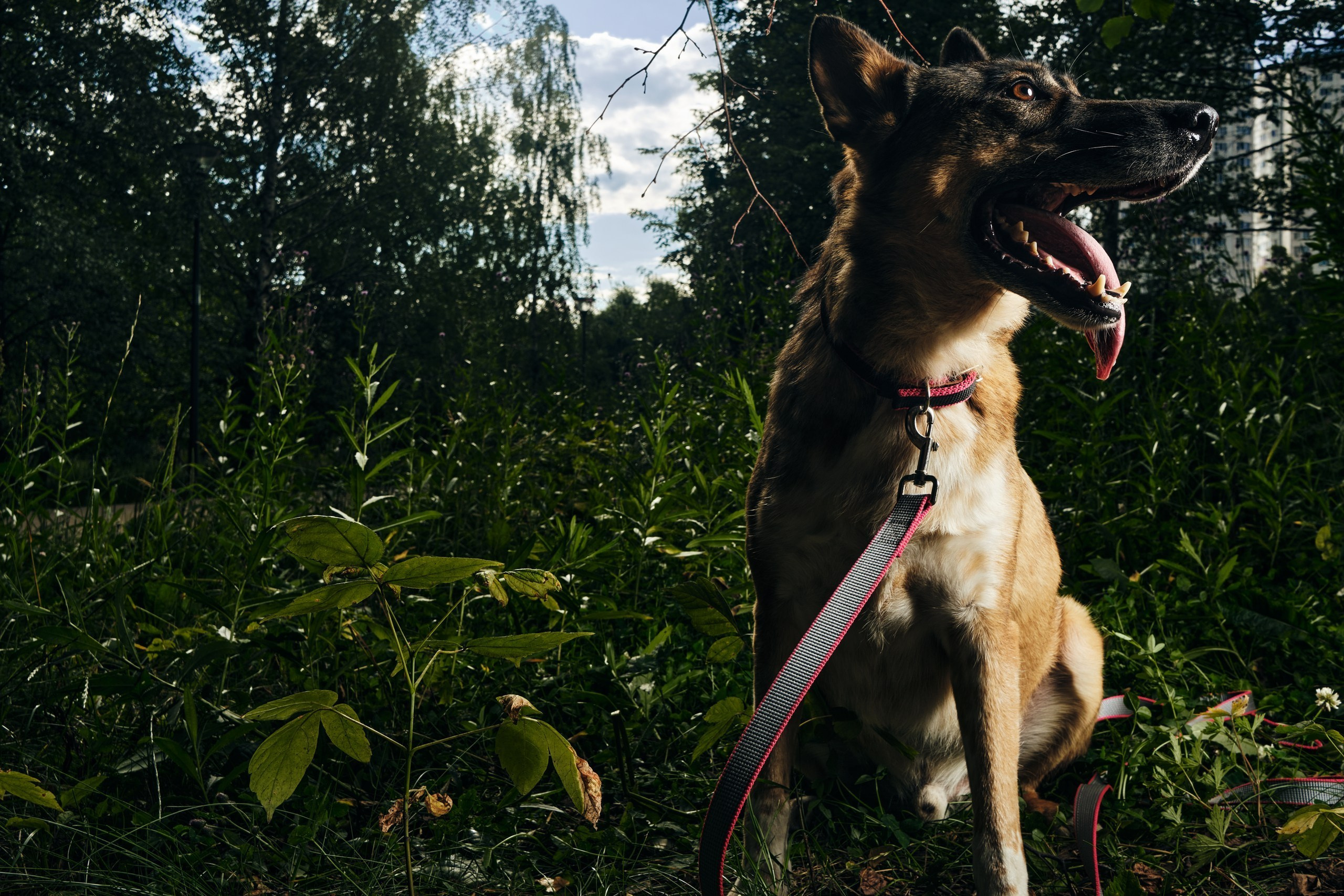 Фотосессия  для паши пса. Профессиональный фотограф в Москве — Максим Дьяконов