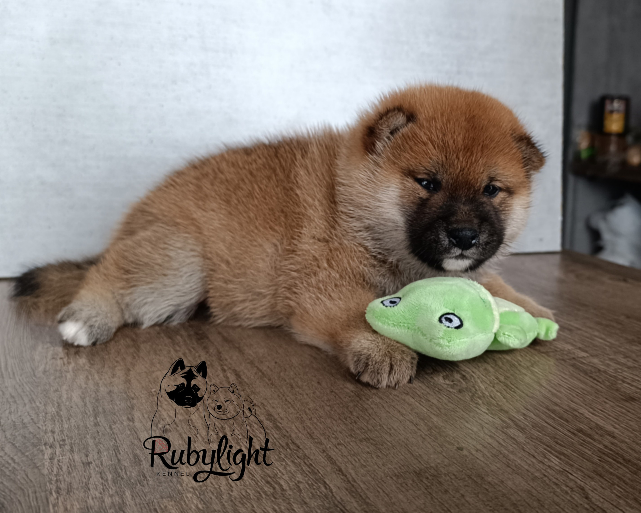 Сиба Rubylight Ellis питомник Рубилайт 