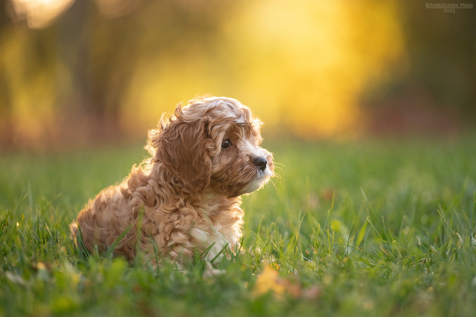 Фотосессия щенков на продажу. Фотограф собак в Москве и Московской области Иванушкина Мария