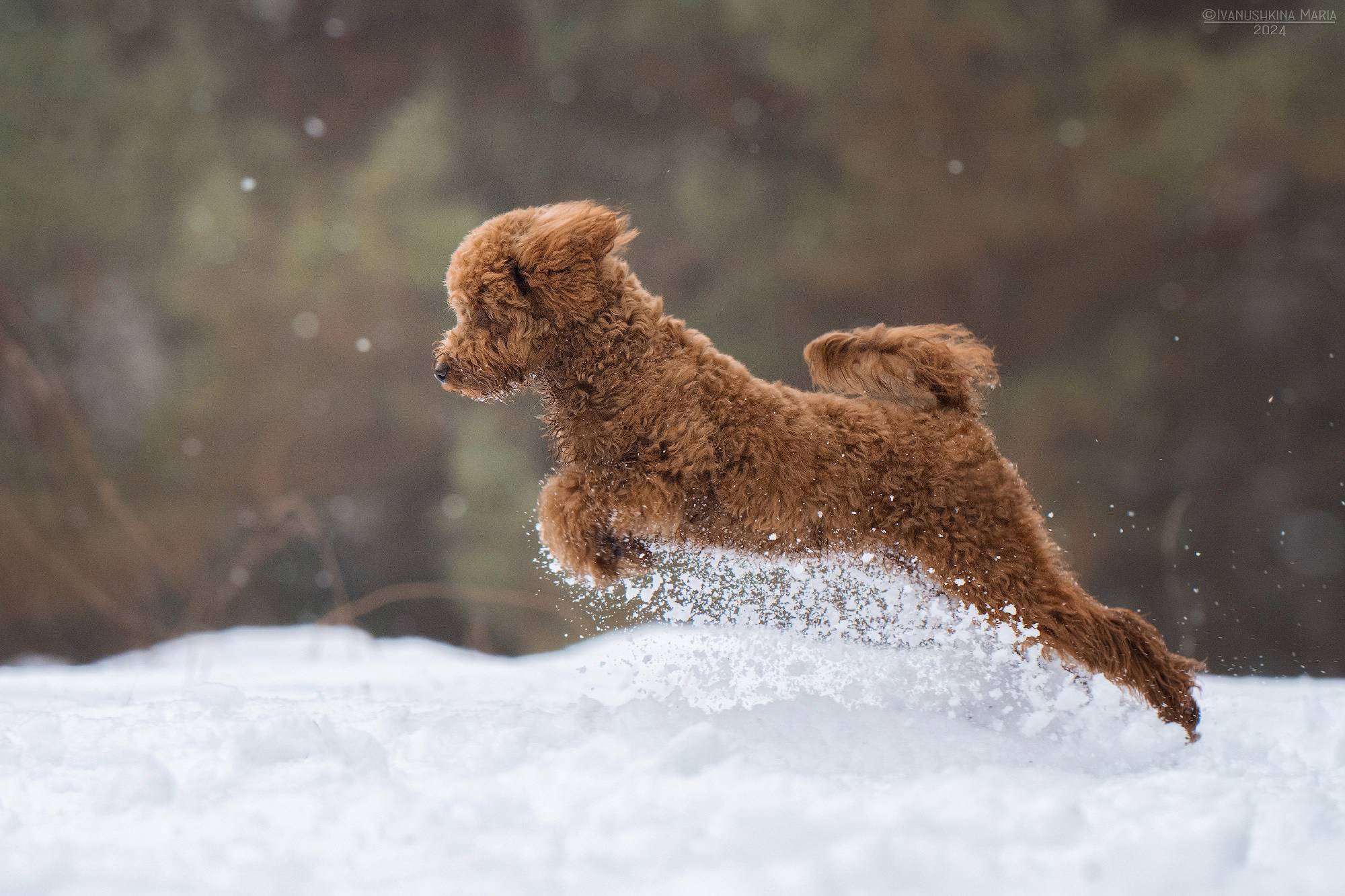 Фотограф-анималист. Фотограф собак в Москве и Московской области Иванушкина Мария