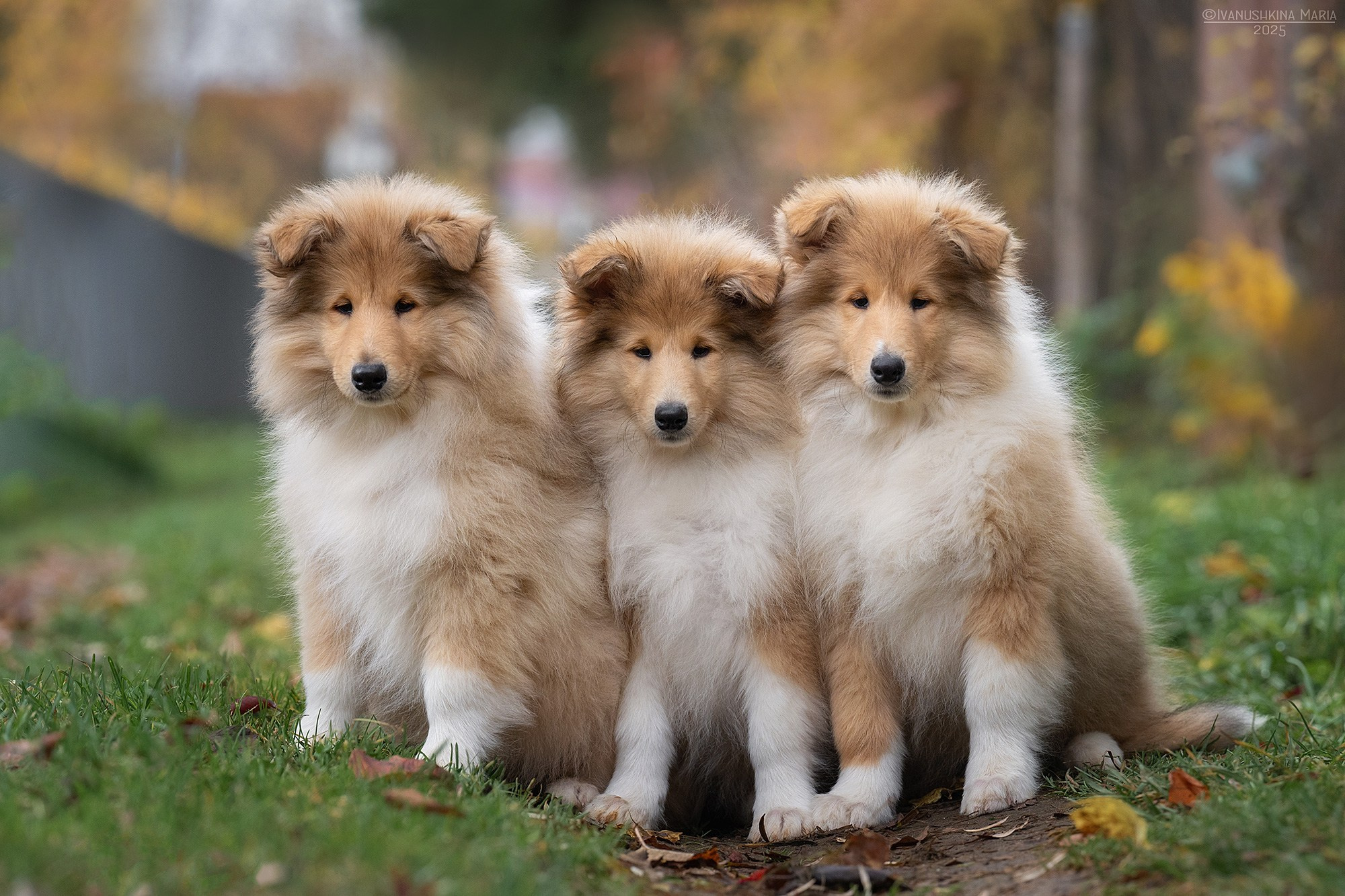 Фотосессия щенков на продажу. Фотограф собак в Москве и Московской области Иванушкина Мария