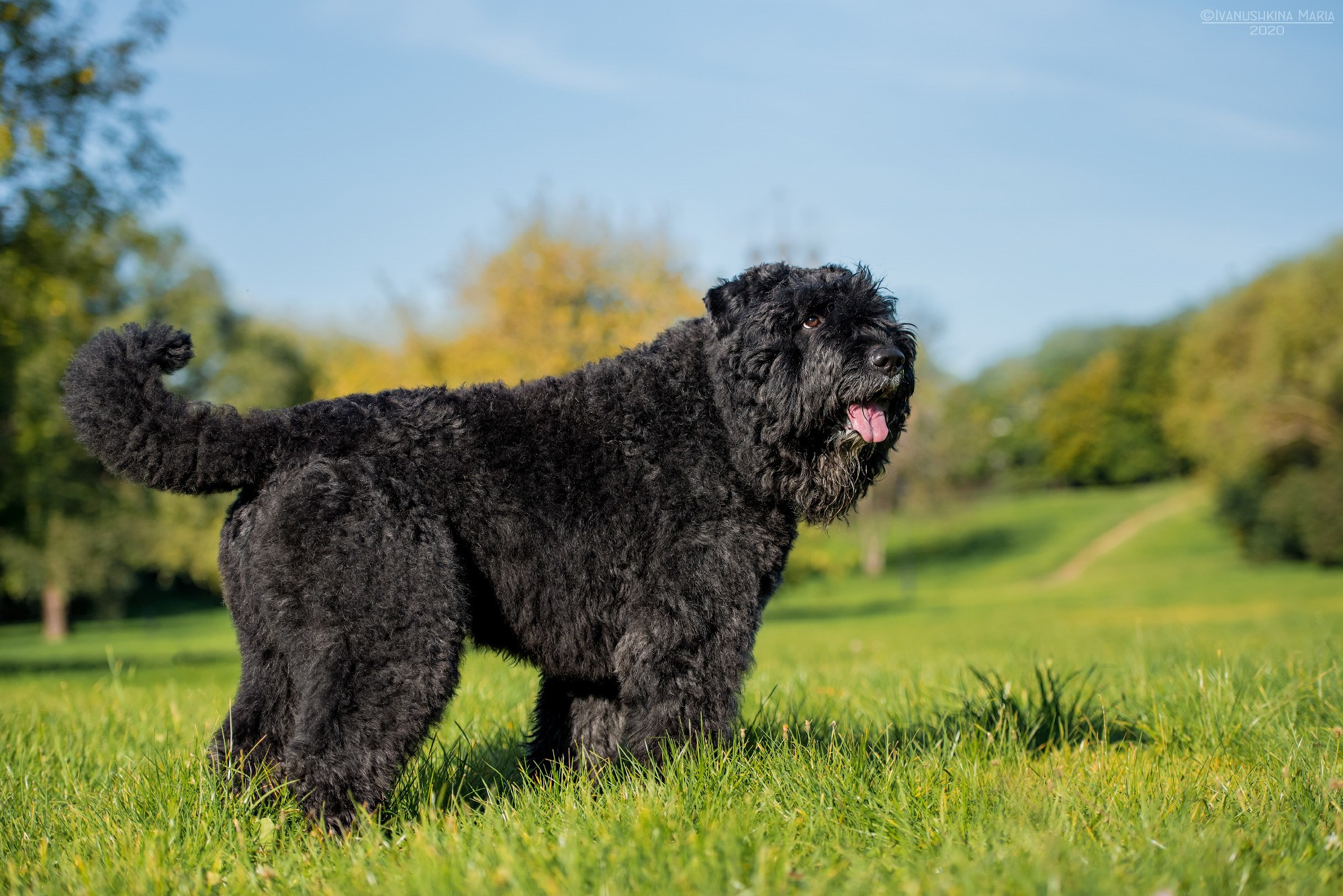 фландрский бувье