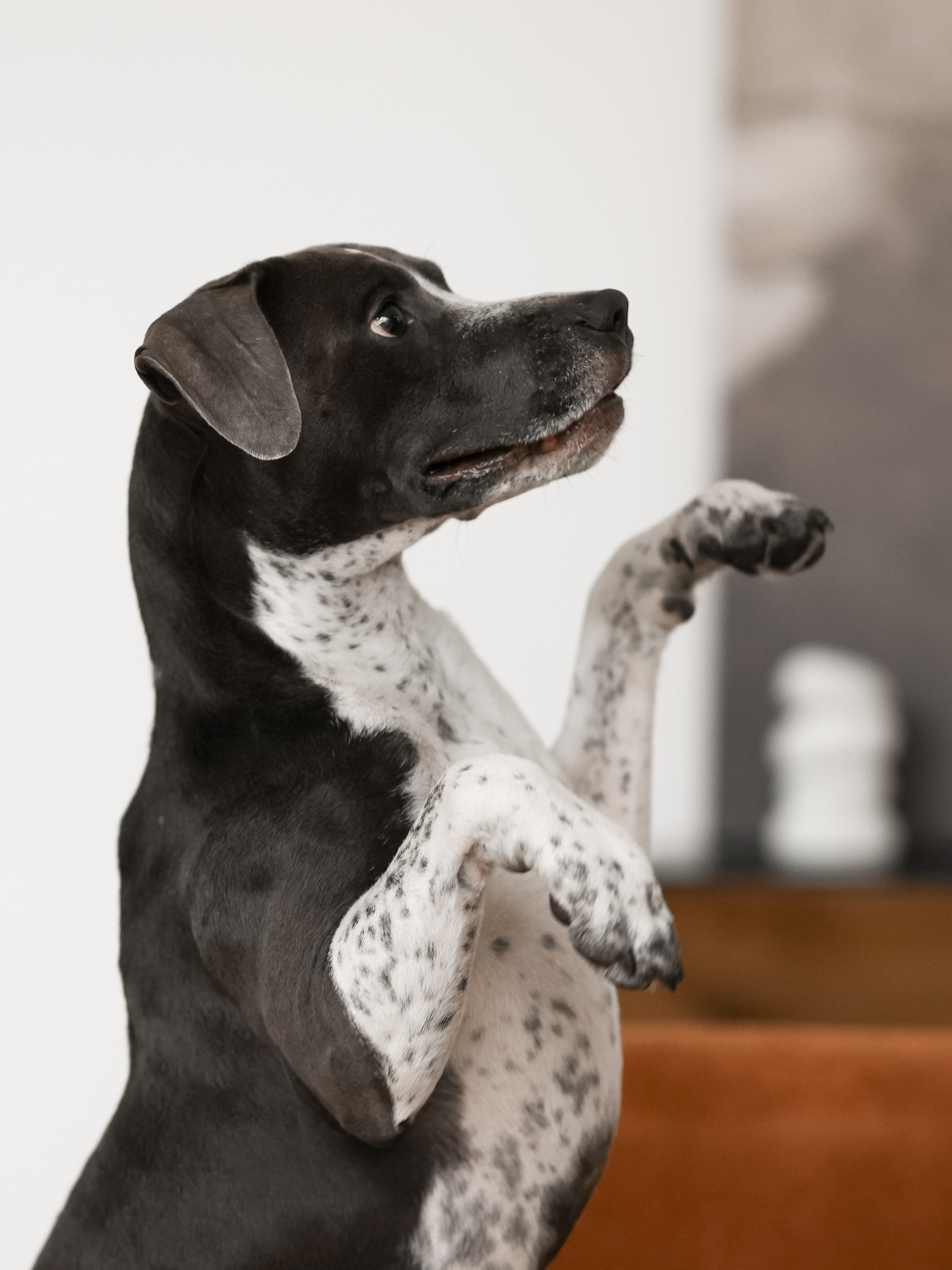 Тортик Даша и Никита. Фотограф-анималист в Москве Кириллова Татьяна