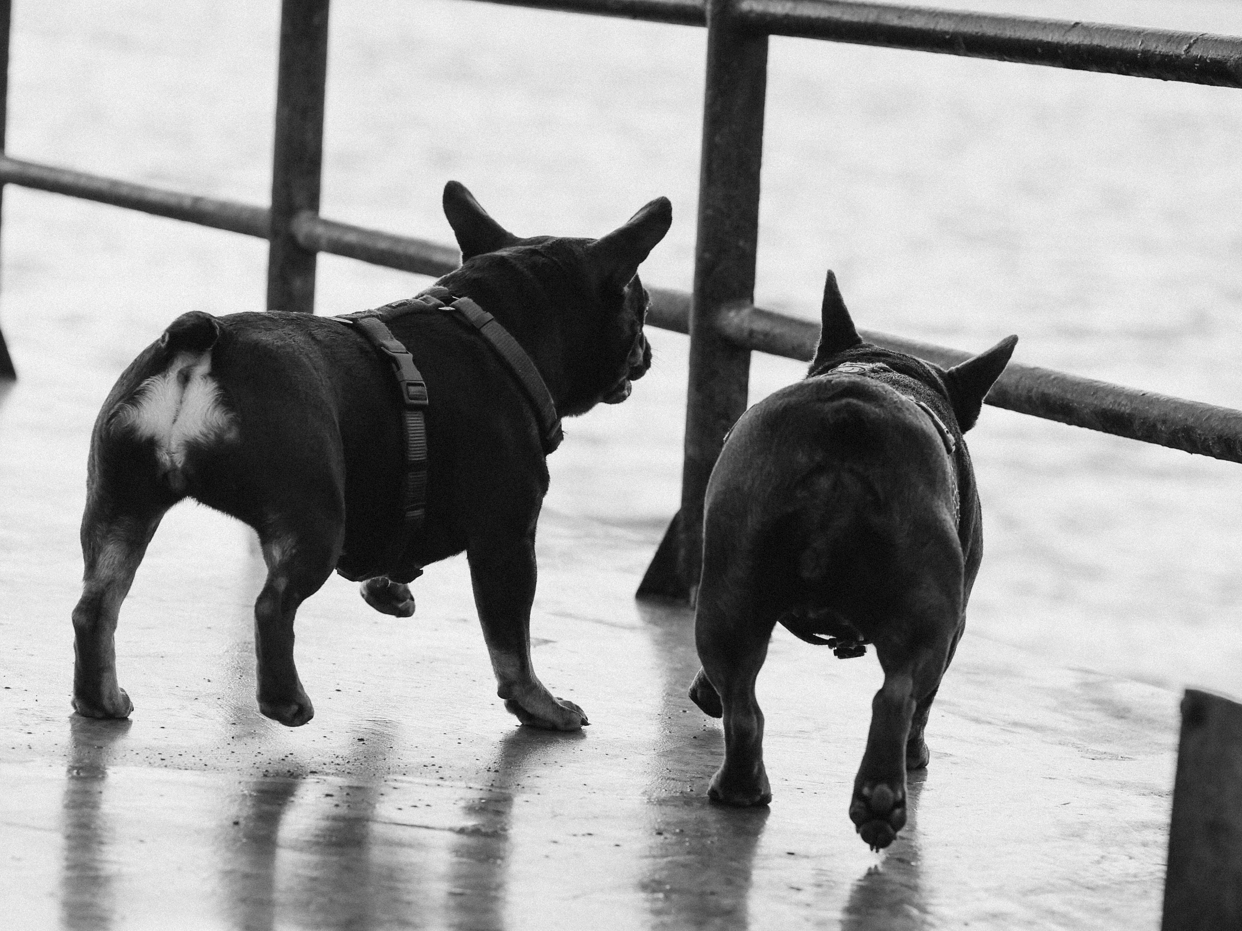 Нелли Буня и Луня. Фотограф-анималист в Москве Кириллова Татьяна