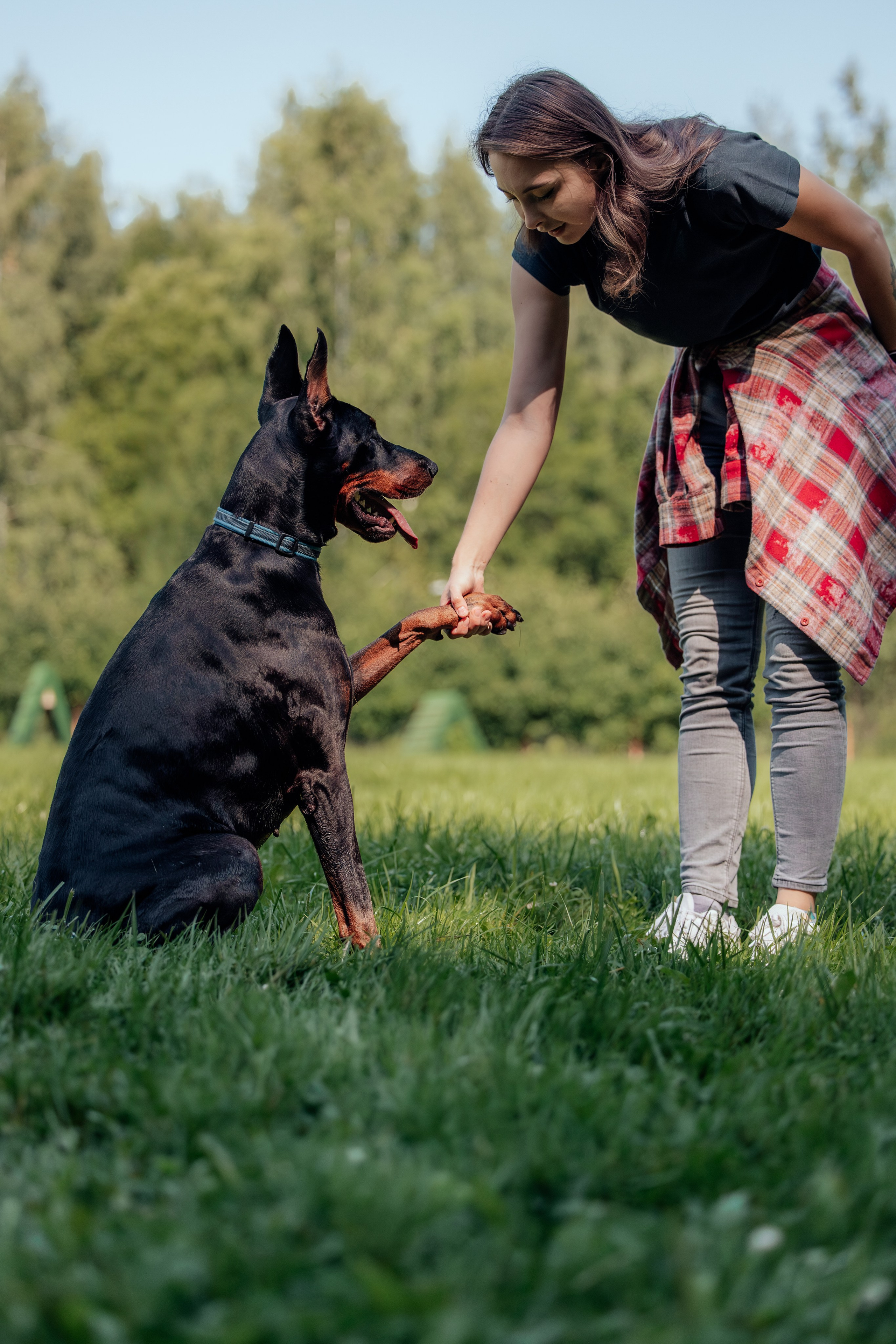 Доберман Айза. Фотограф Анималист в Москве Анастасия Жучкова