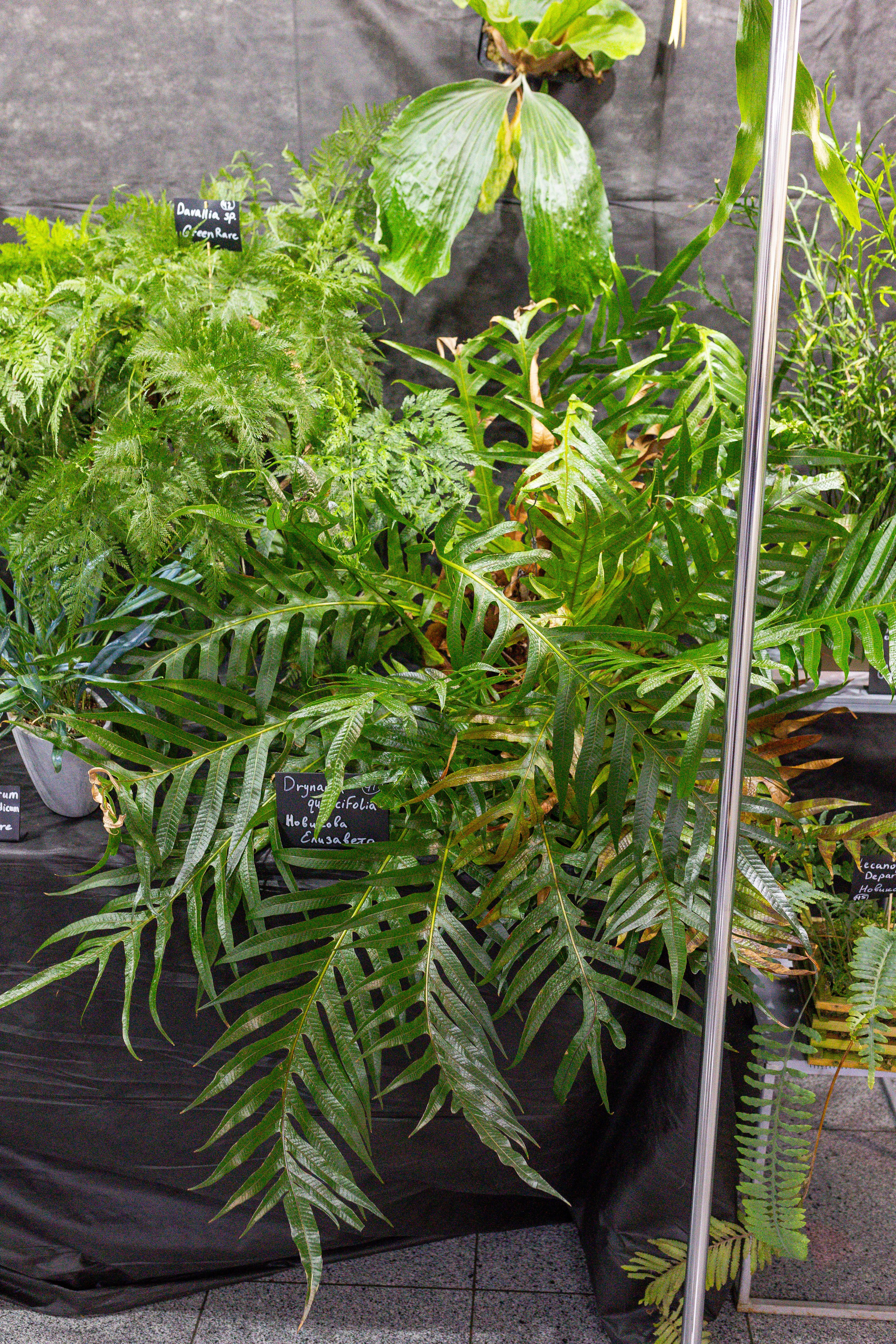 Монстериум апрель 2025. Александра Куликова фотограф, Москва