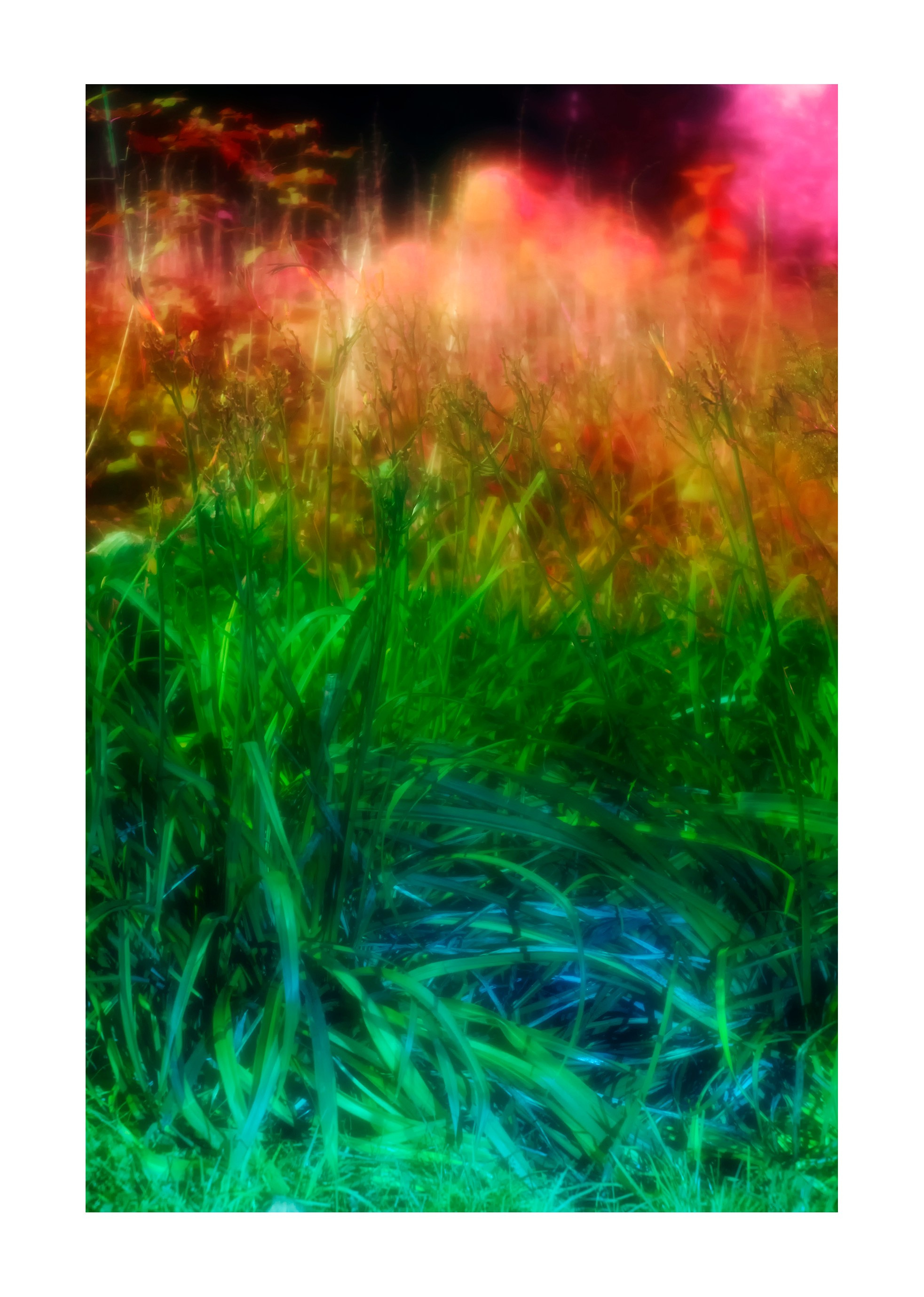 Night flowers. Vasiliy Riabovol — Fine Art Photographer | Time, Space, and Silence