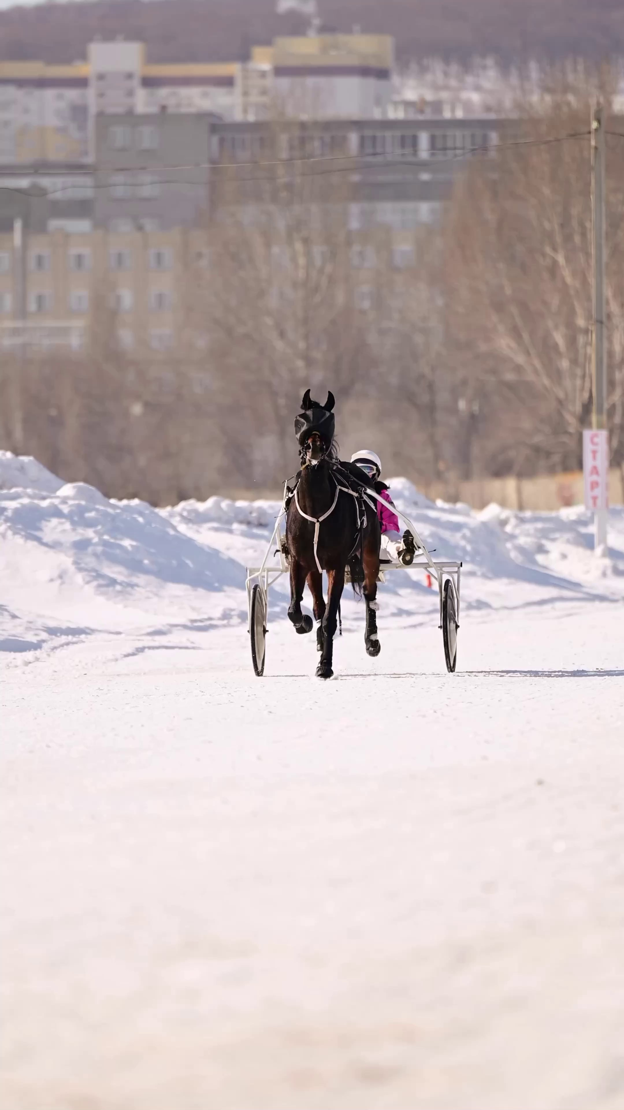 Видео Конкур|Рысистые бега. Мила Астахова