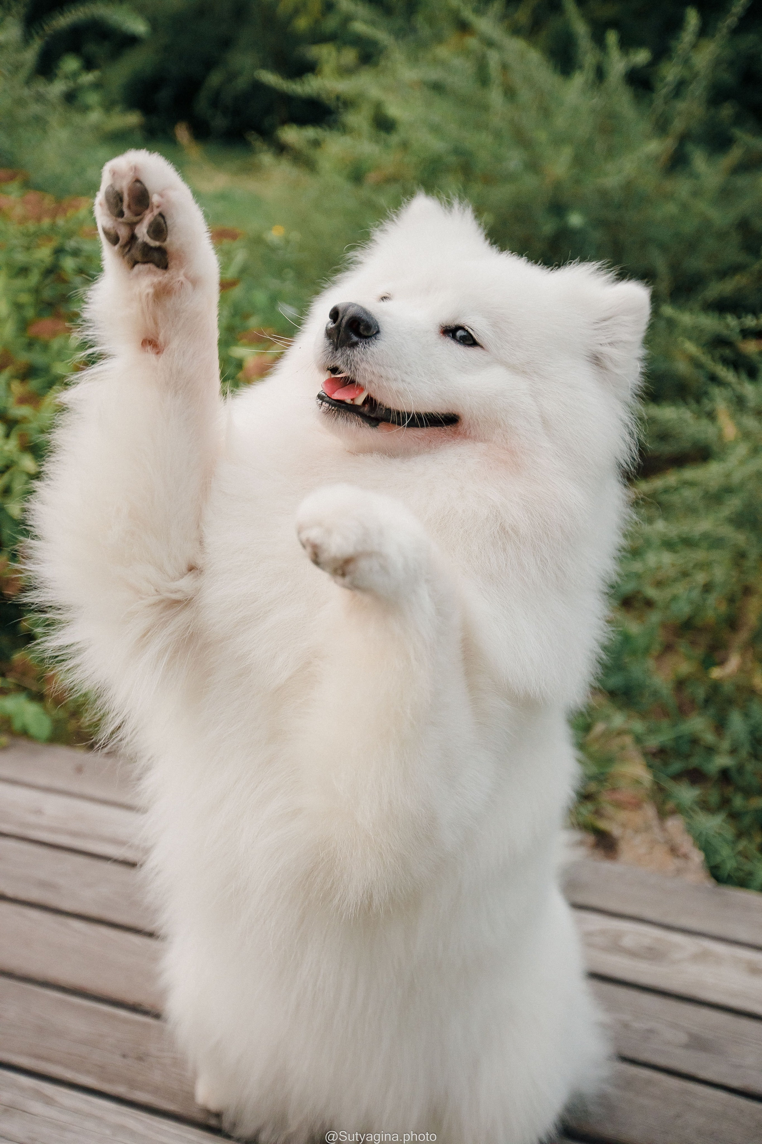 Самоед Рея. Свадебный и женский фотограф