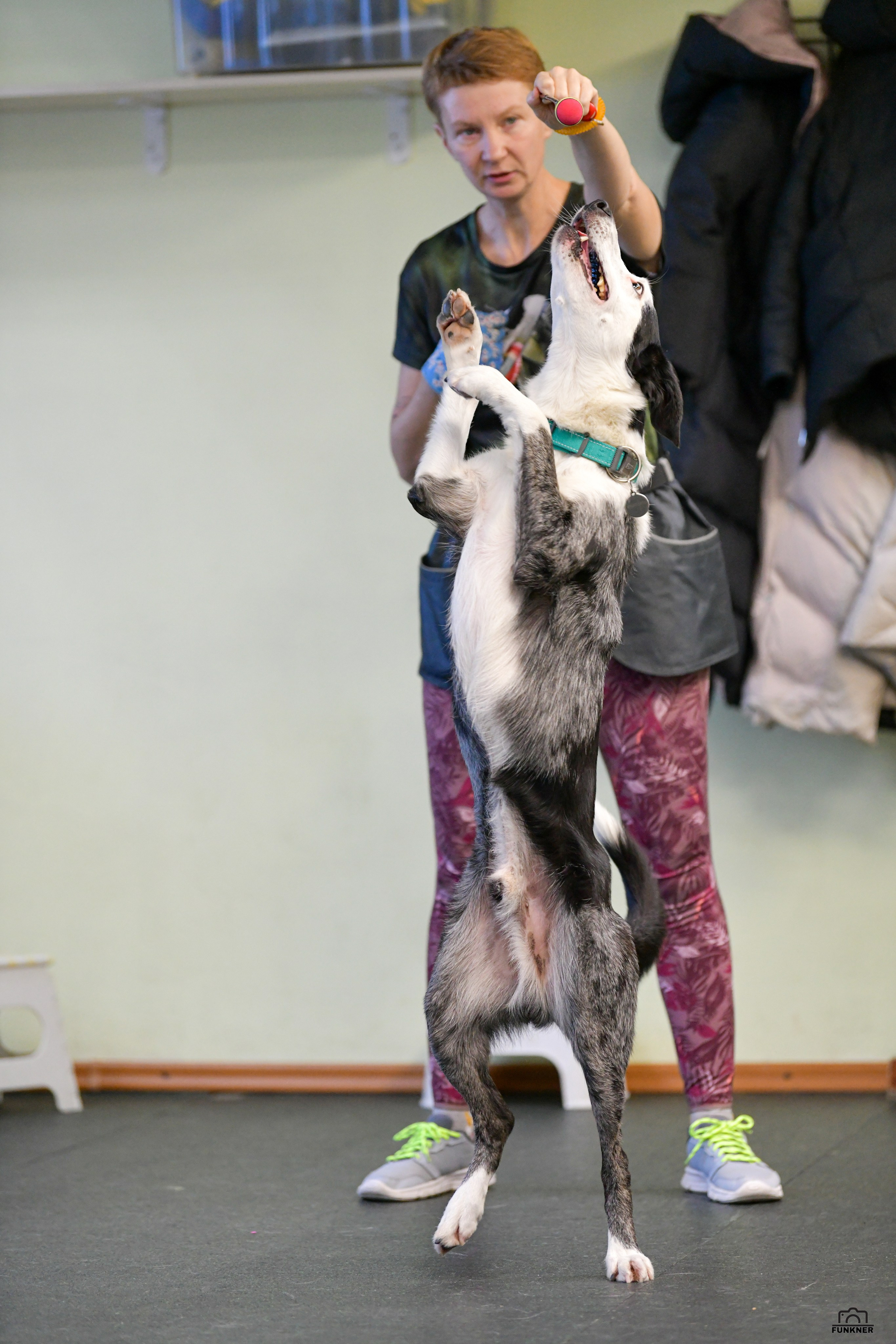 Кинологический клуб «Бодрый хвост». Свой взгляд через объектив