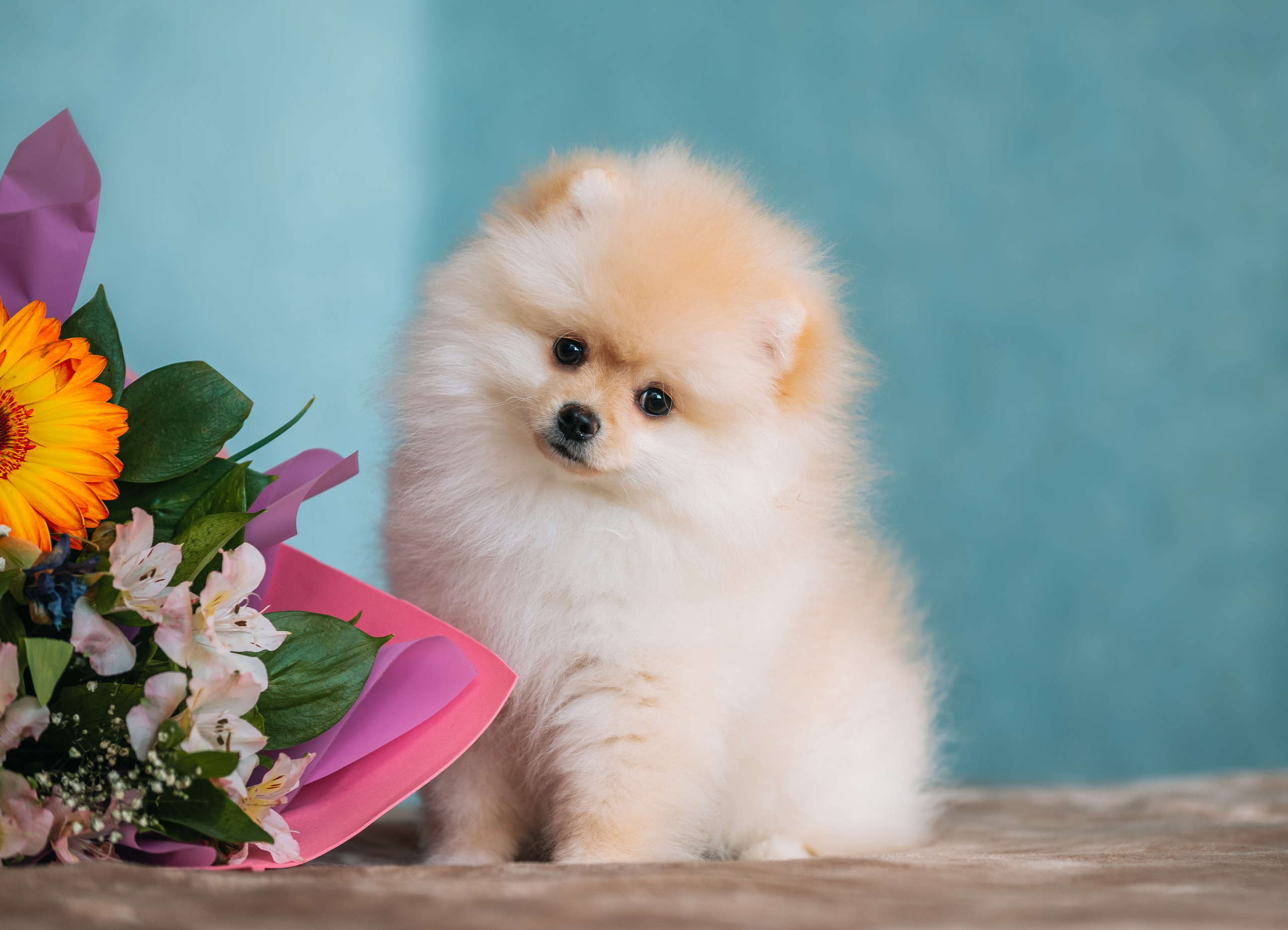 Шпицы дома. Главная