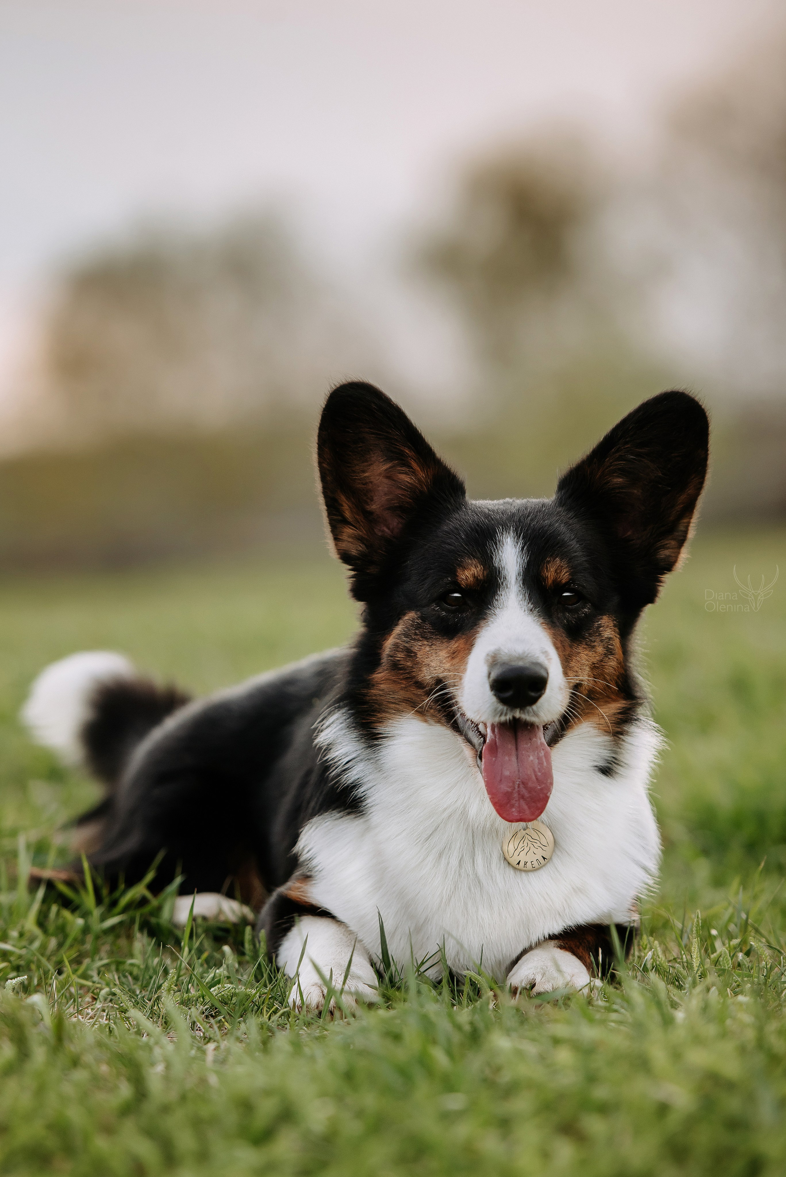 Собаки уличные. Фотограф Диана Оленина Красноярск / Братск
