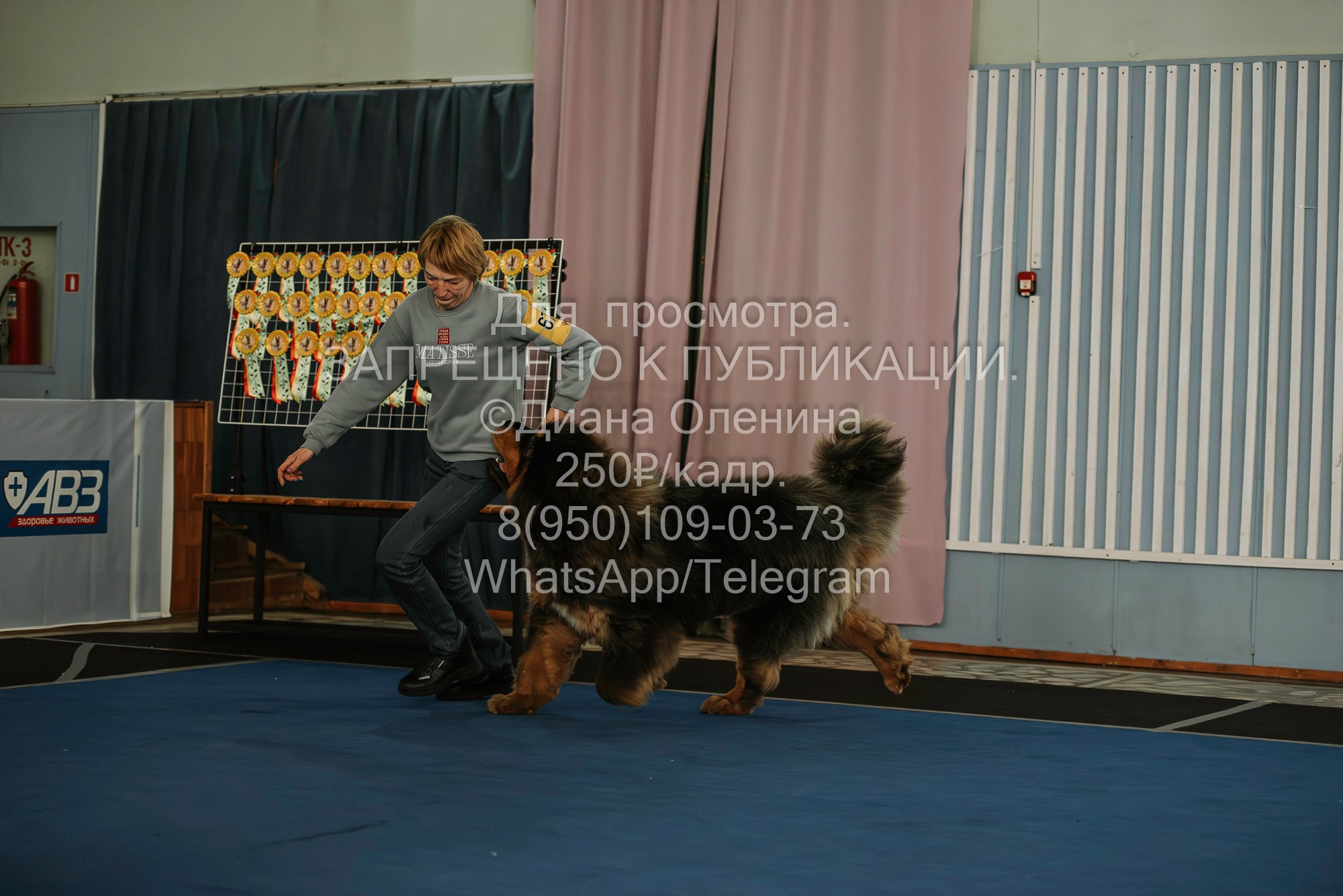 Выставка собак Красноярск 29.10.2023. Фотограф Диана Оленина Красноярск / Братск