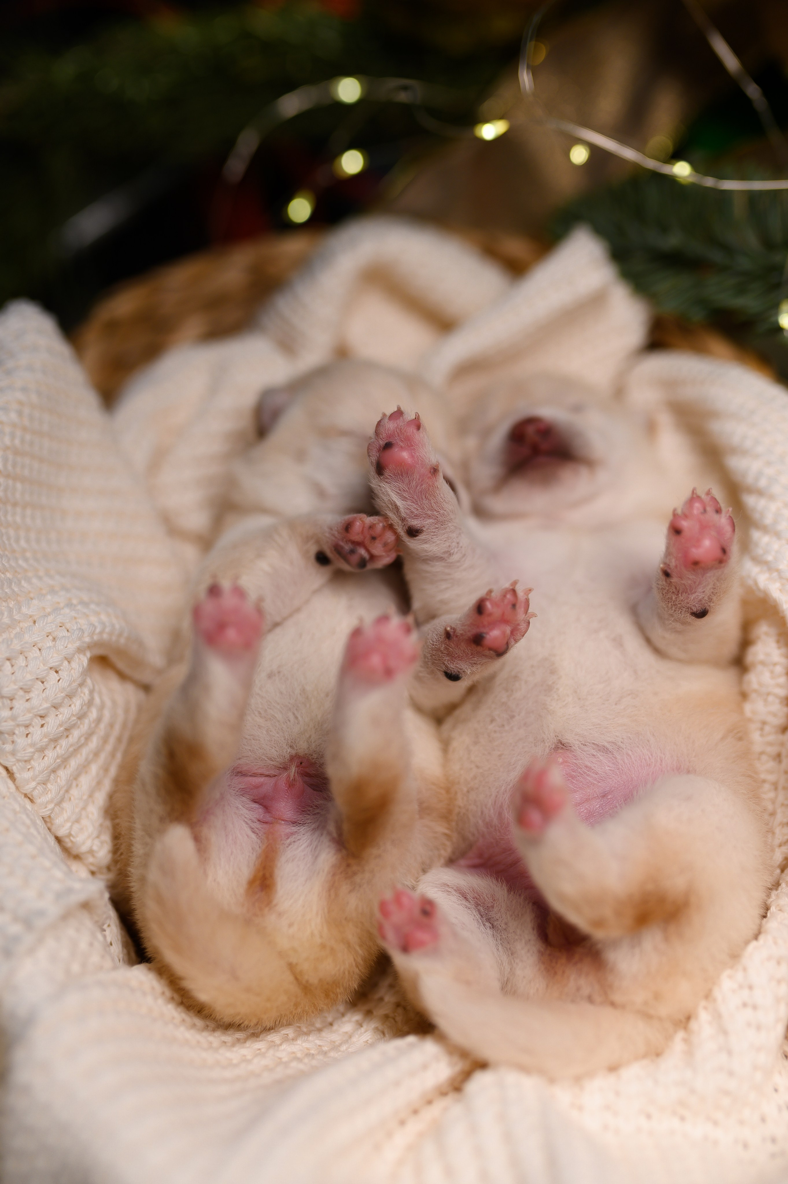 Мамесиба. Фотограф анималист в Москве Ольга Агушева
