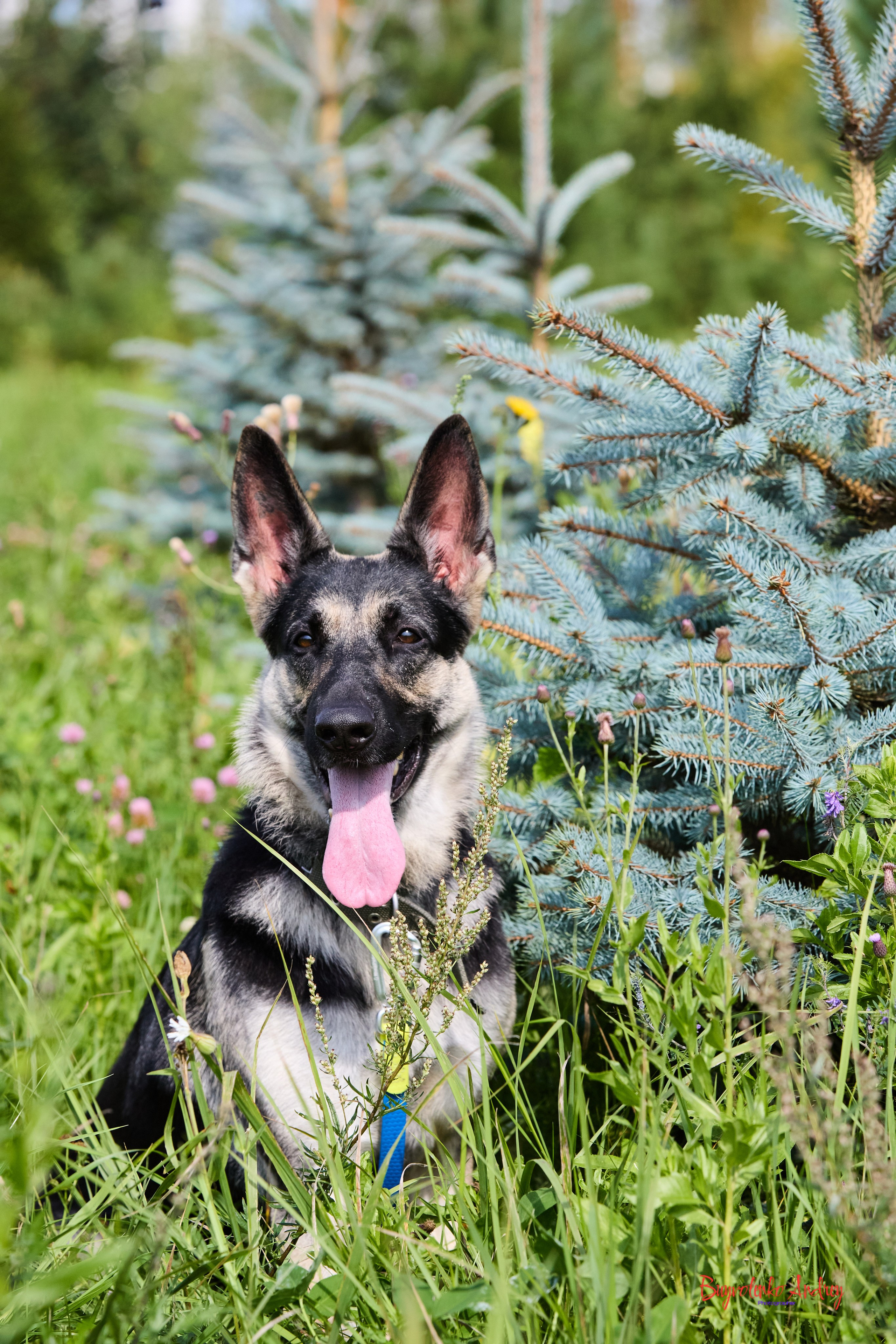 Проект фотопрогулка с хвостиком. Buyvolenko Andrey