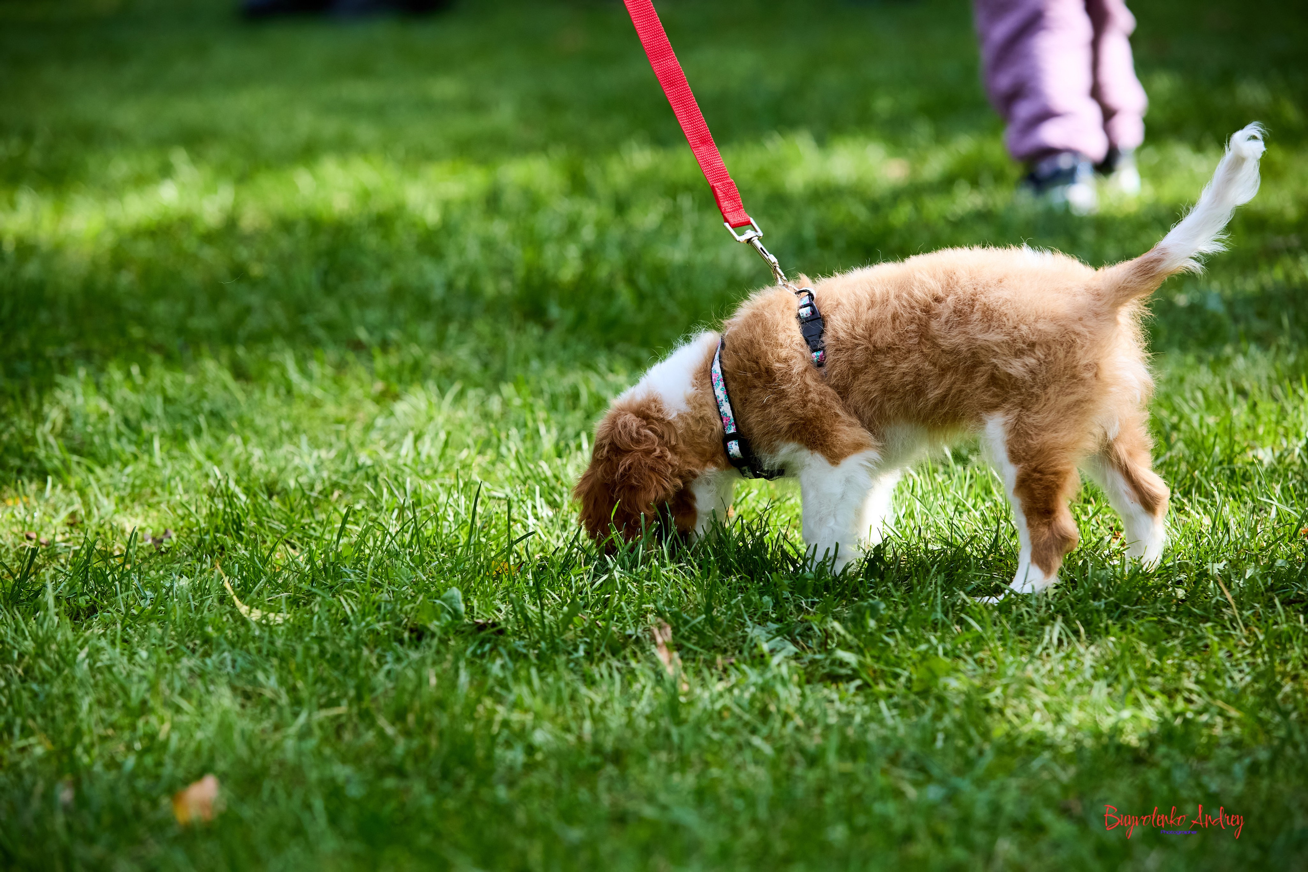 Фотопрогулка с кавалерами. Buyvolenko Andrey