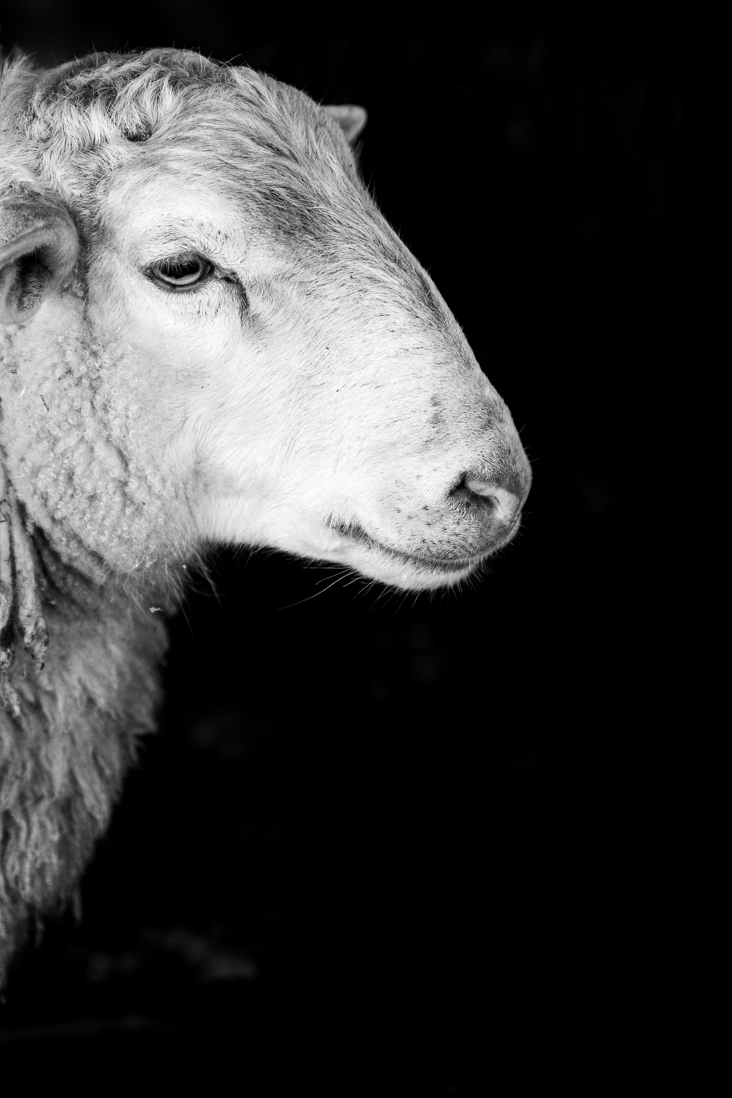 Ферма. Фотограф Антон Денисенко: Портрет, Документалистика, Пейзаж. Москва