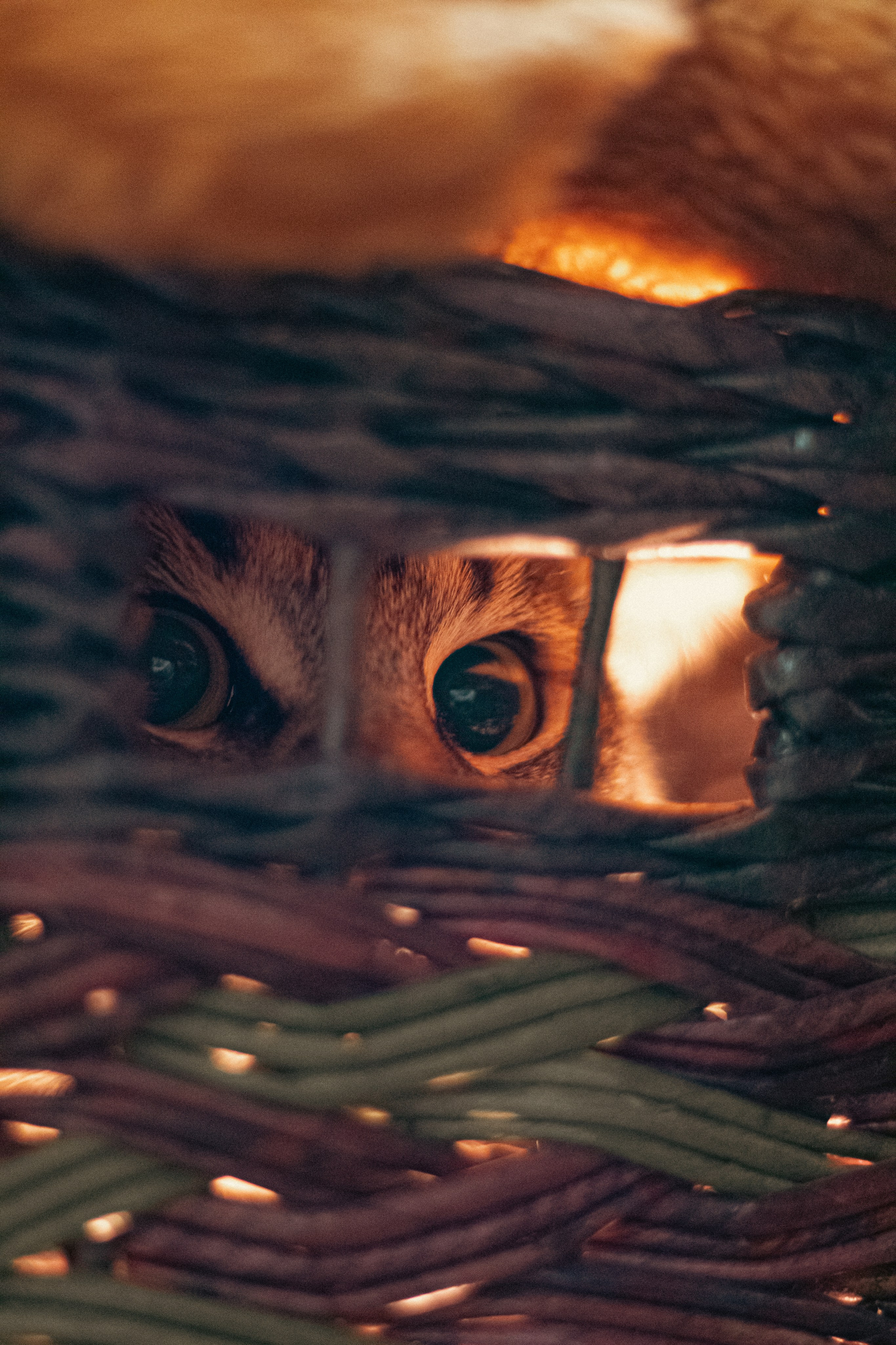 Кот в коробке. Dmitriy [KCCC] is a pretty cool photographer