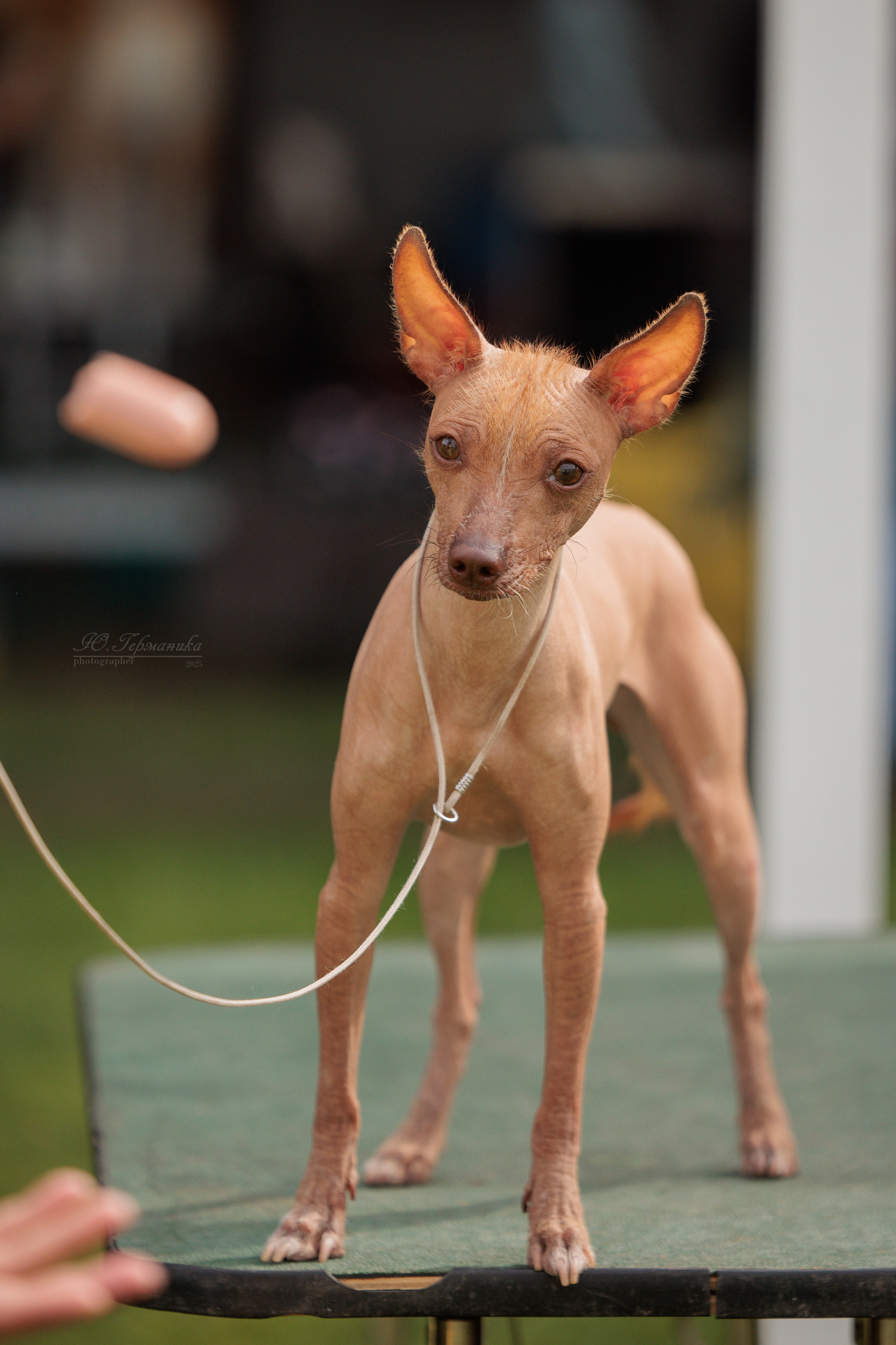 Бишкек 3х CACIB 26-28.09.2025. Фотограф-анималист Юлия Германика