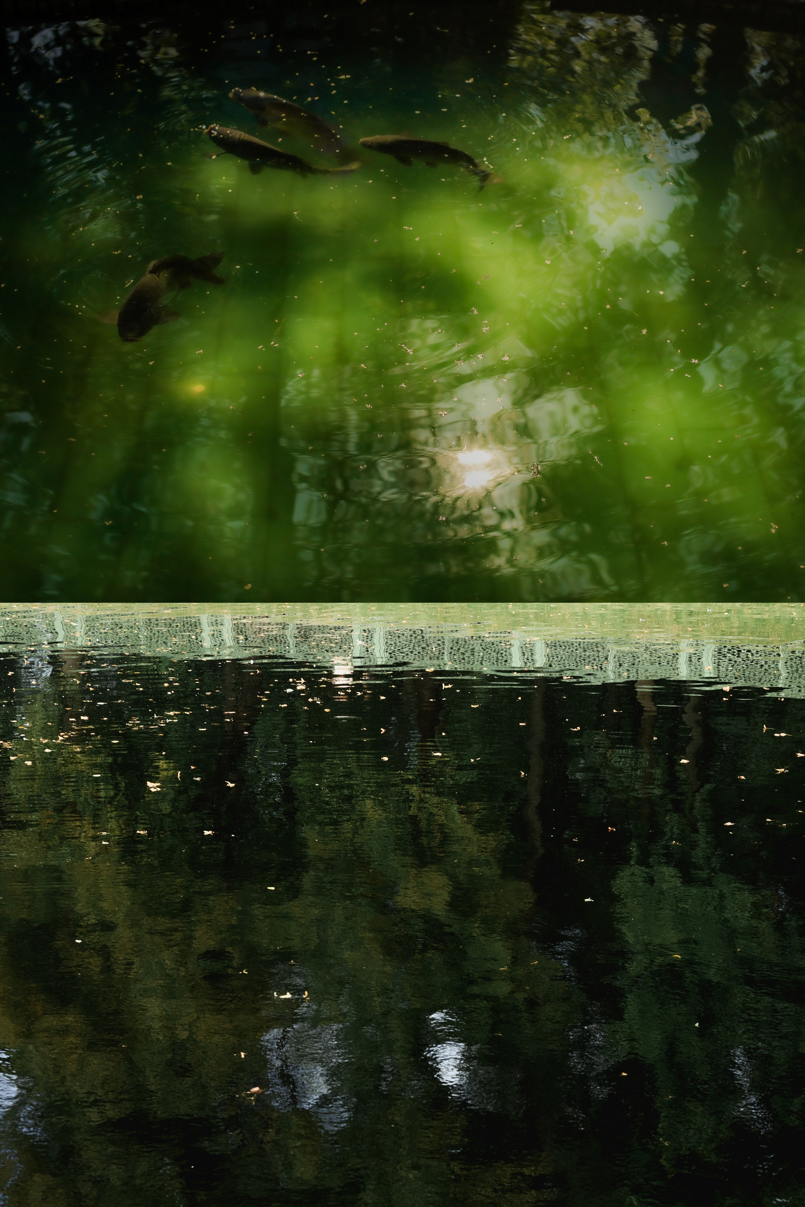 Природа &. Фотохудожник в СПб