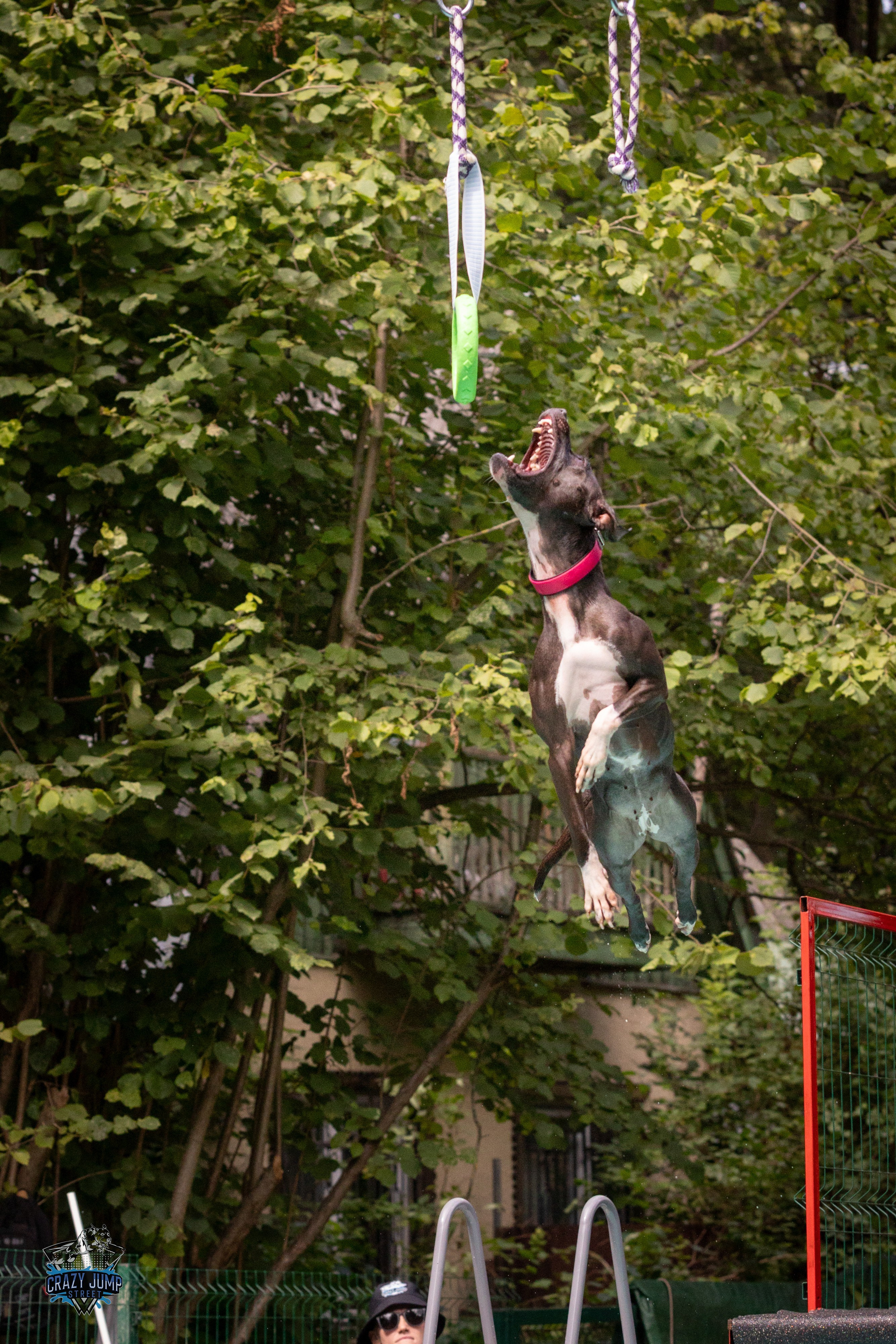 Собаки, спорт, Док дайвинг. Свадебный и репортажный фотограф в Москве и Московской области